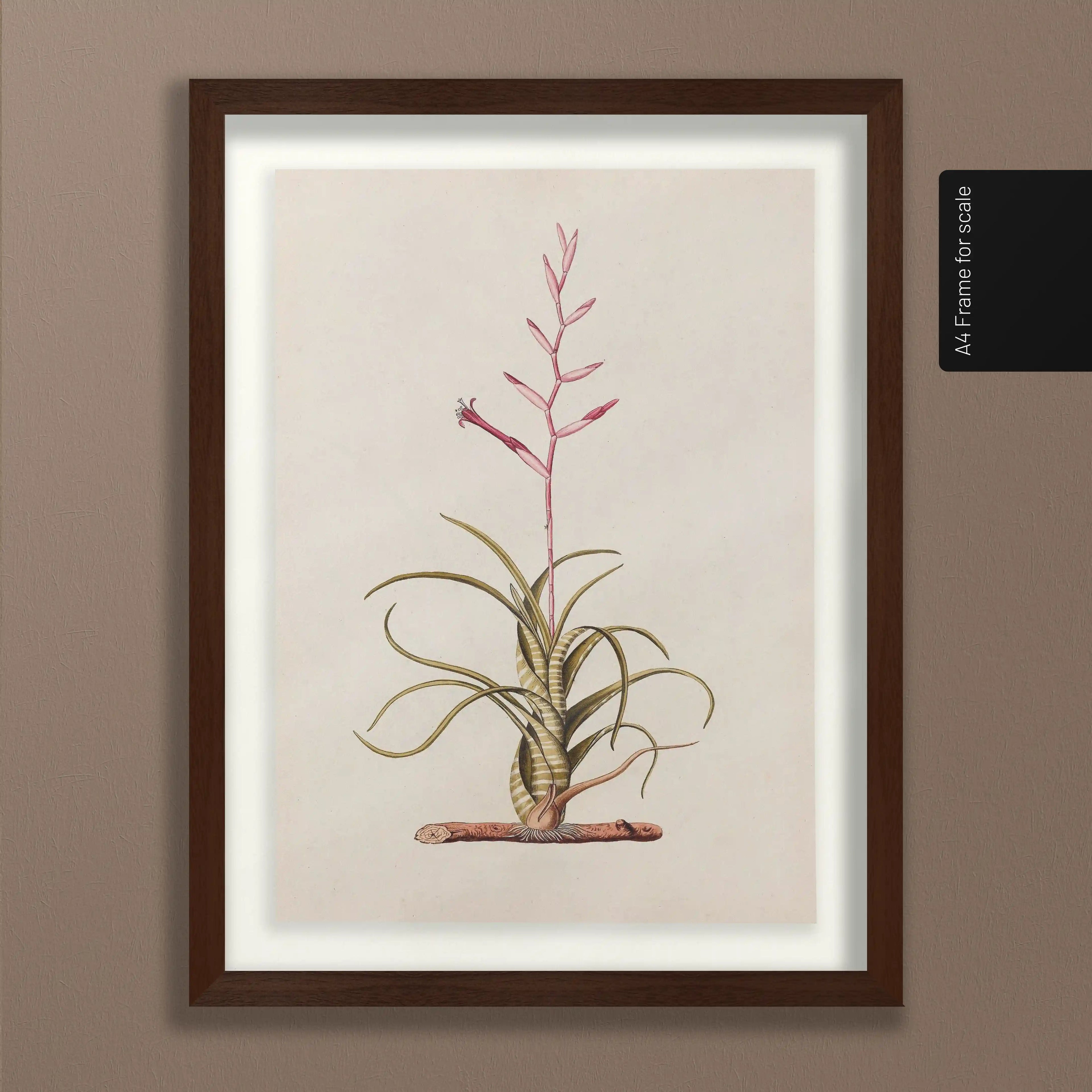 Plant Studies: Plate No. 31