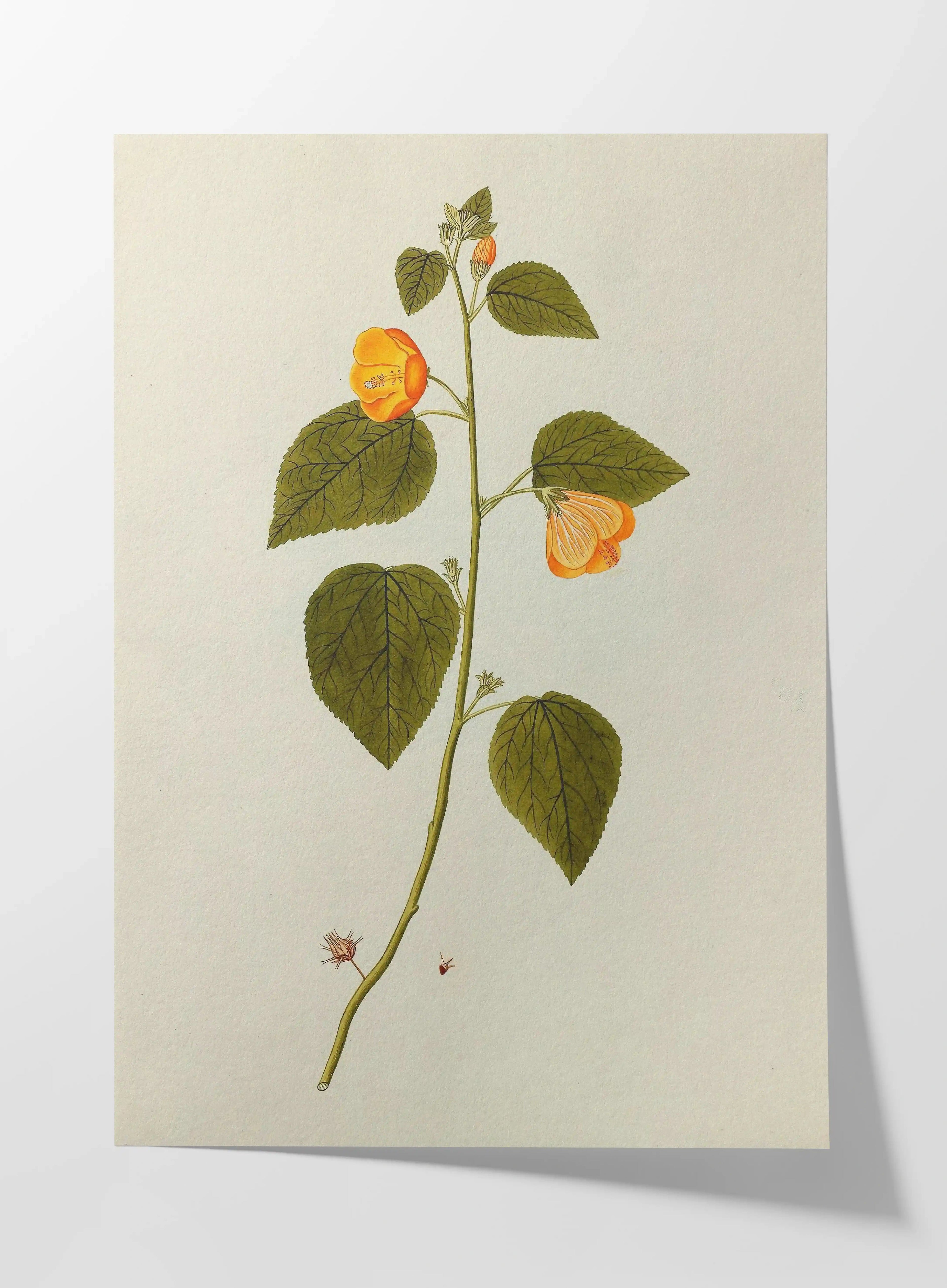 Plant Studies: Plate No. 32