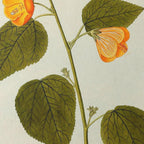 Plant Studies: Plate No. 32
