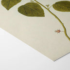 Plant Studies: Plate No. 32