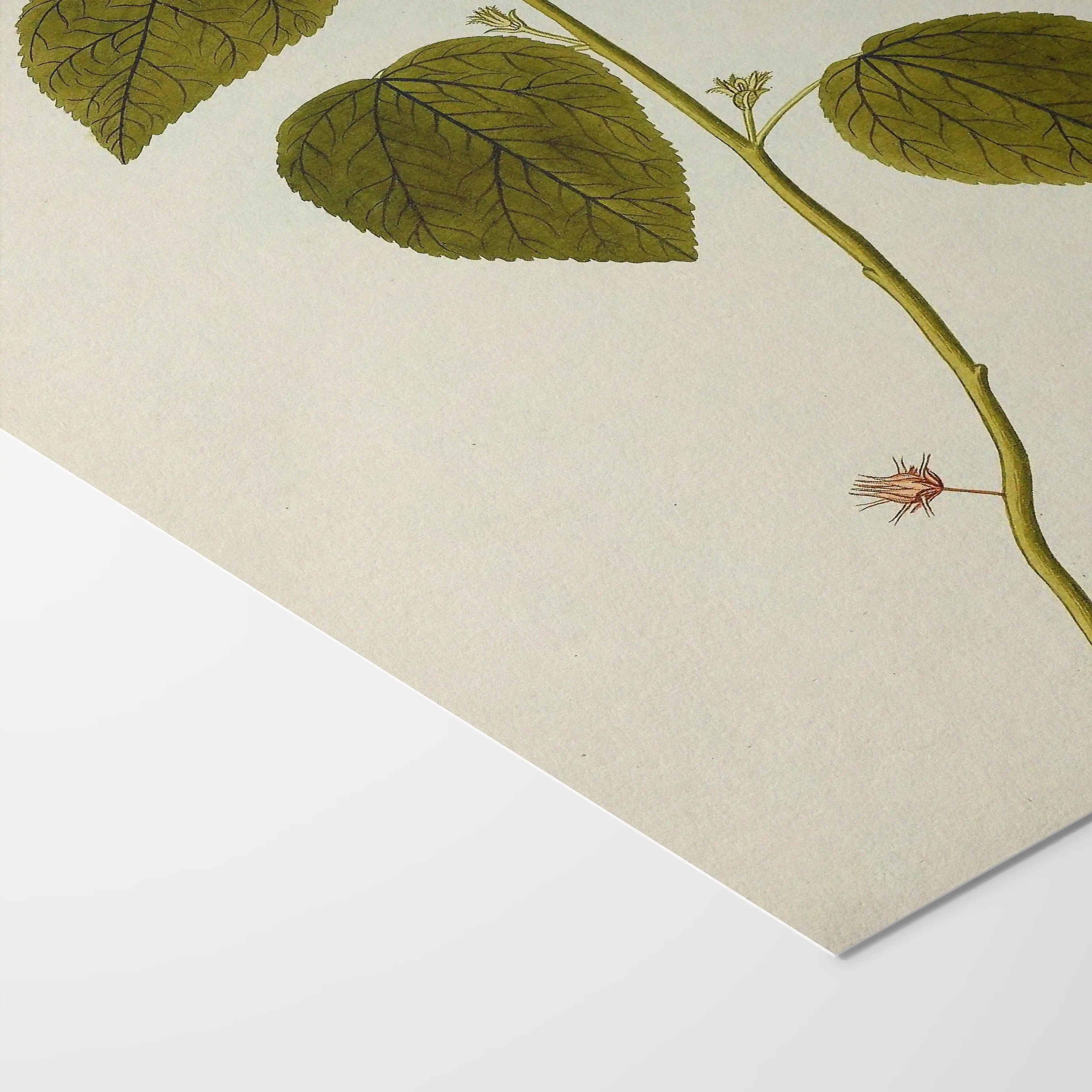 Plant Studies: Plate No. 32