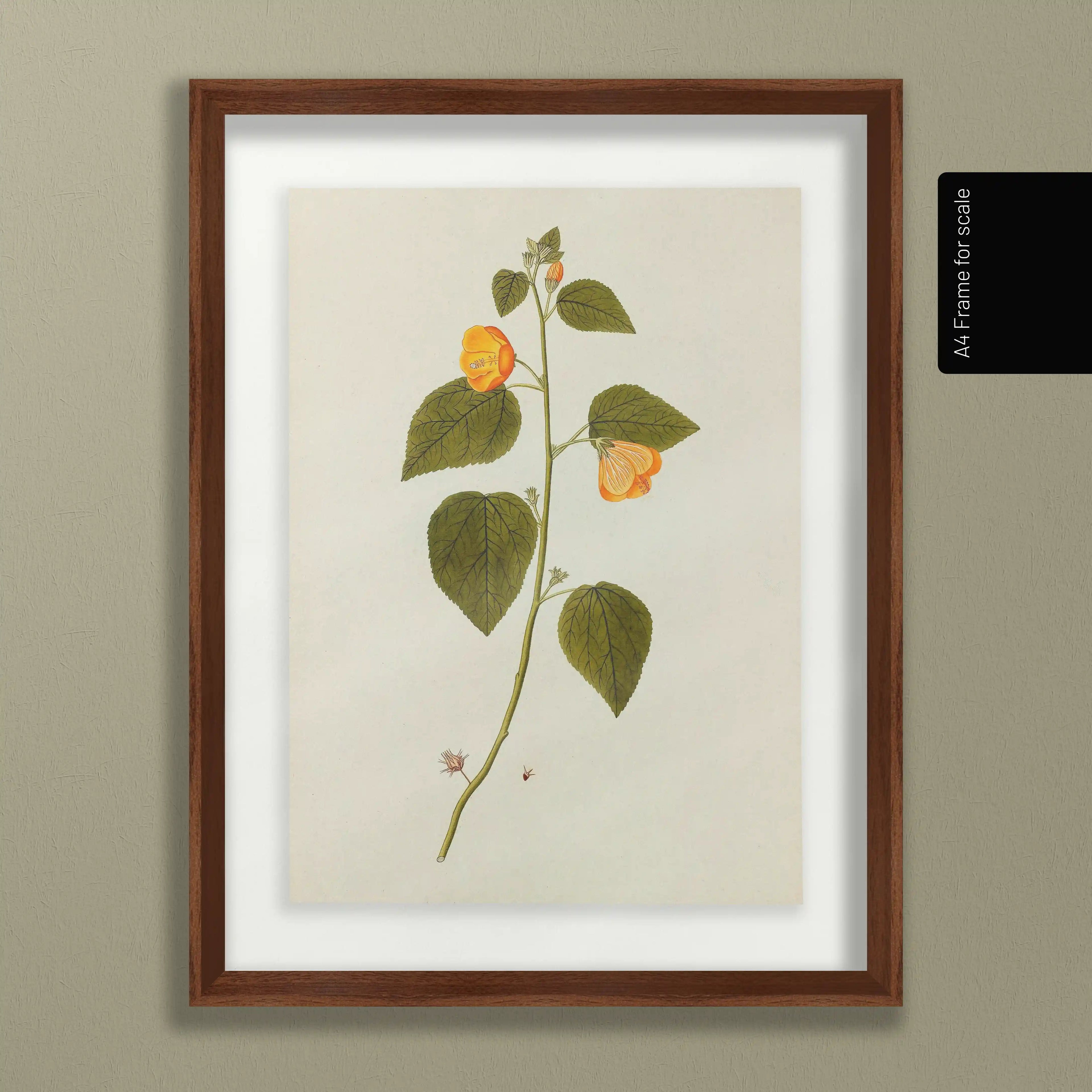 Plant Studies: Plate No. 32