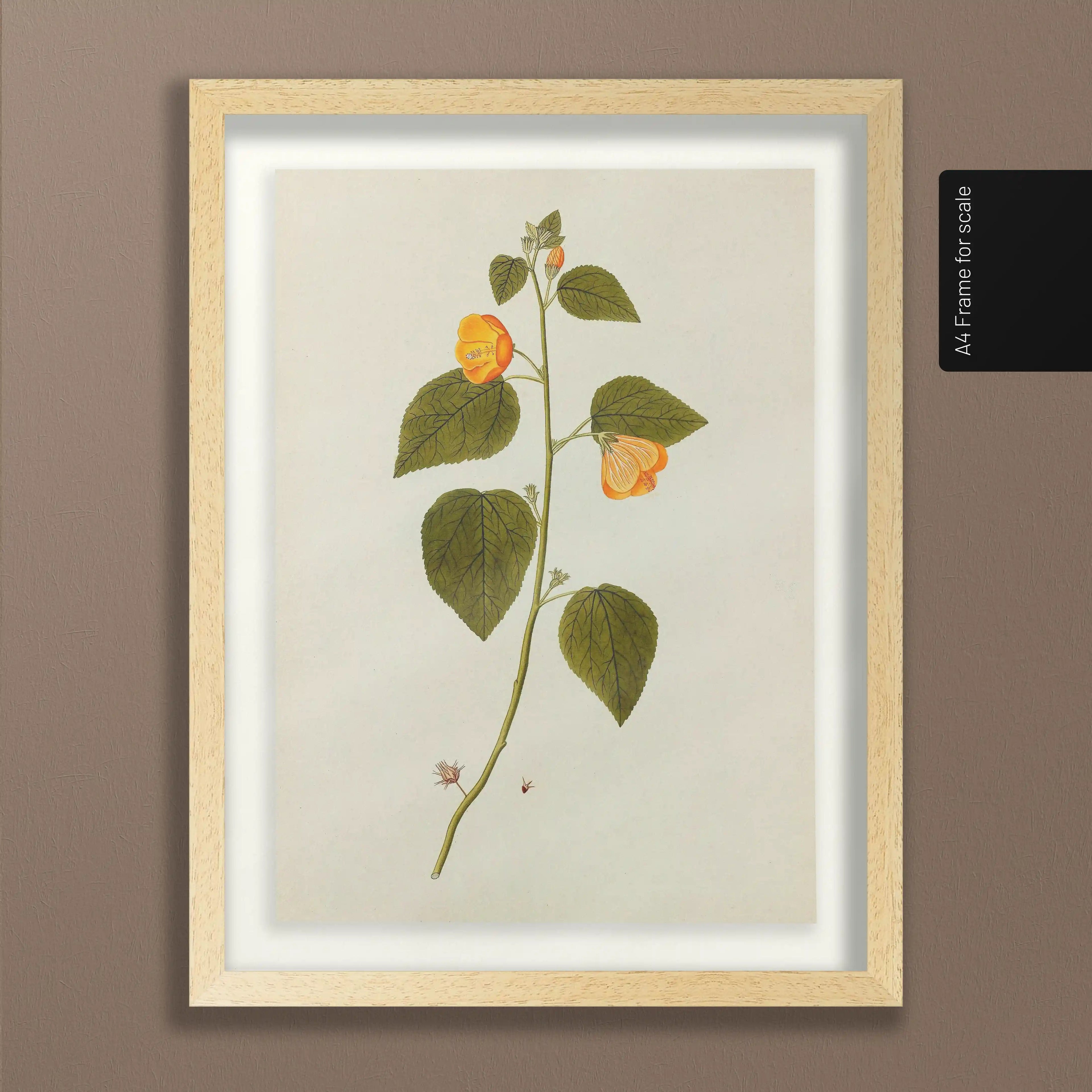 Plant Studies: Plate No. 32