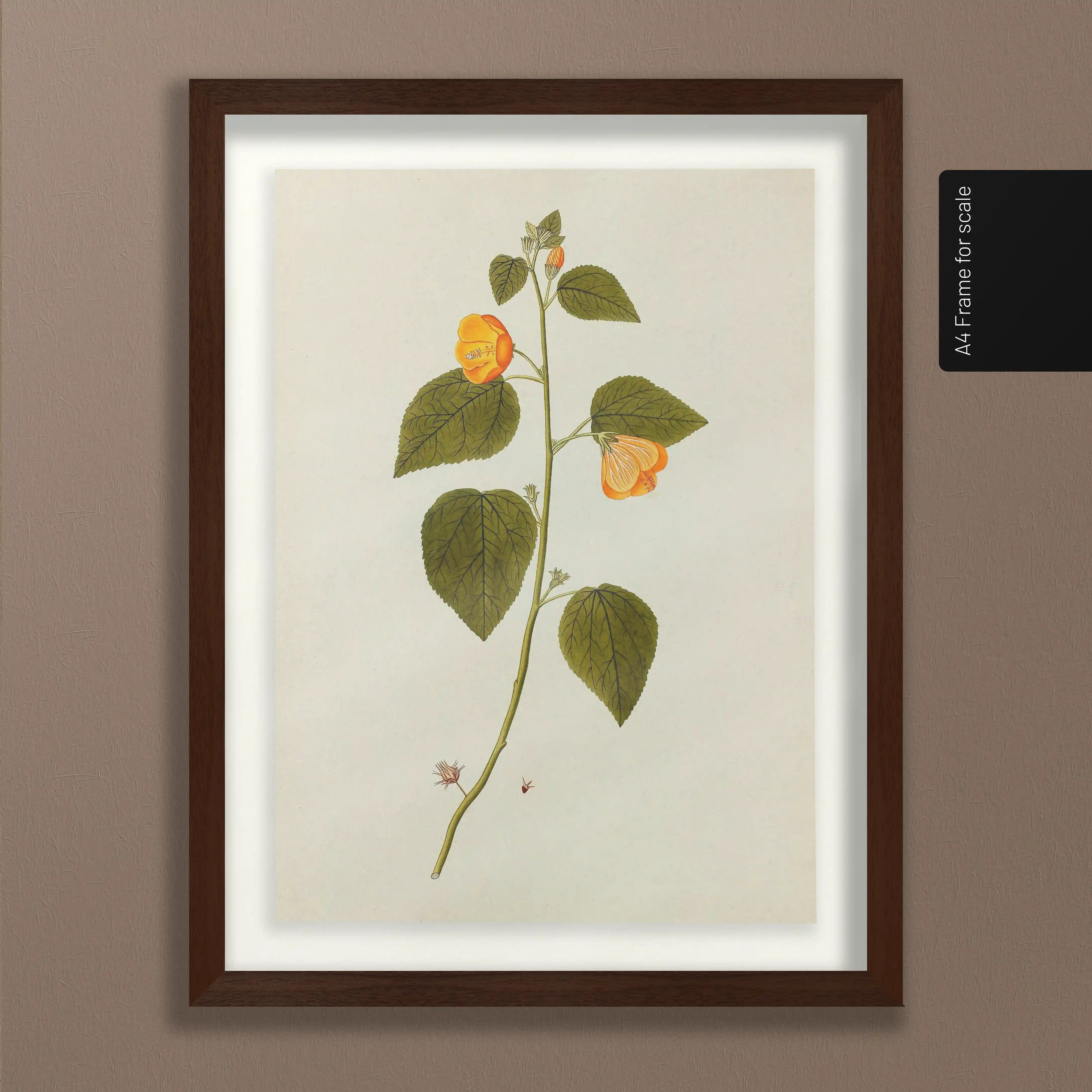 Plant Studies: Plate No. 32