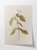 Plant Studies: Plate No. 33