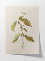 Plant Studies: Plate No. 33
