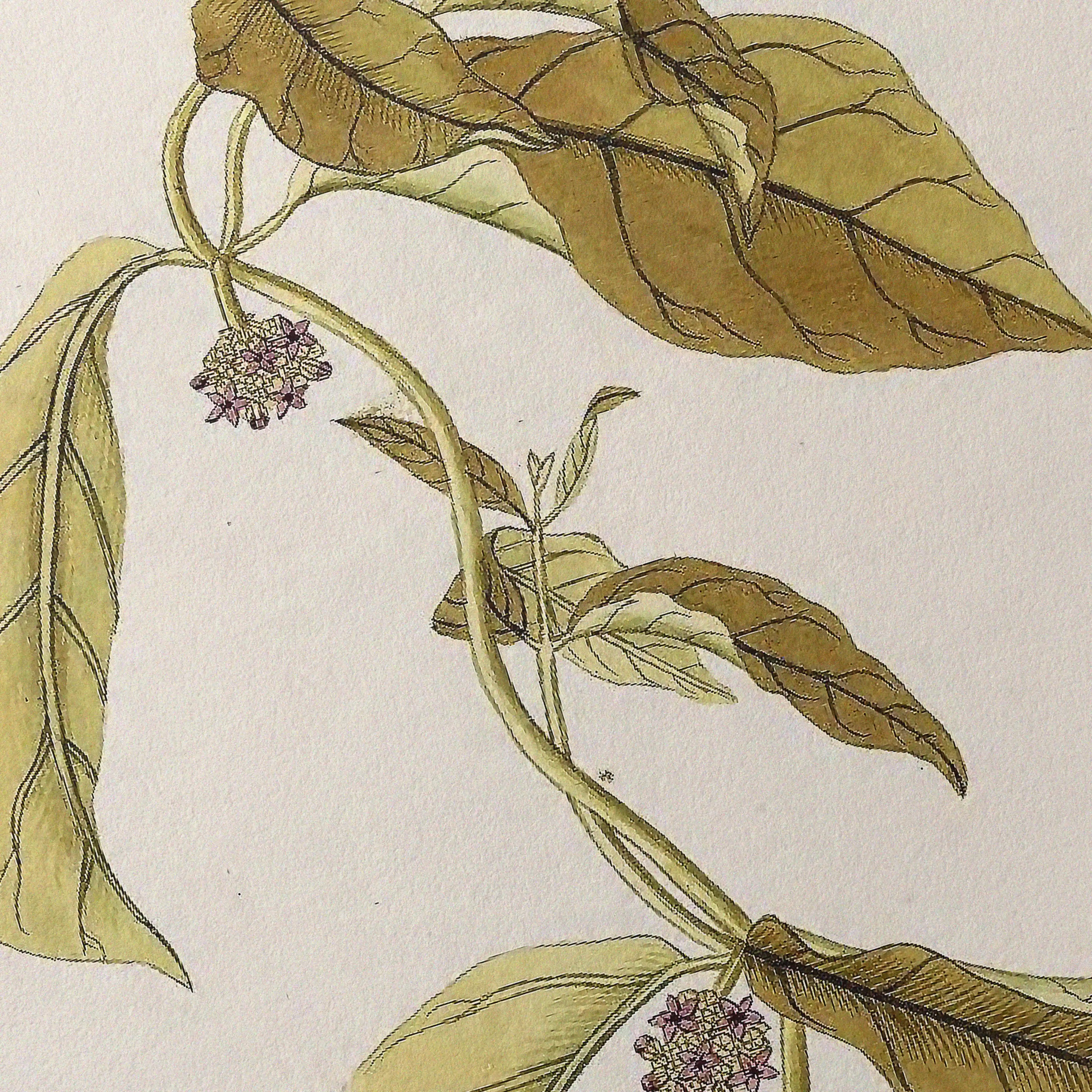 Plant Studies: Plate No. 33