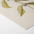 Plant Studies: Plate No. 33