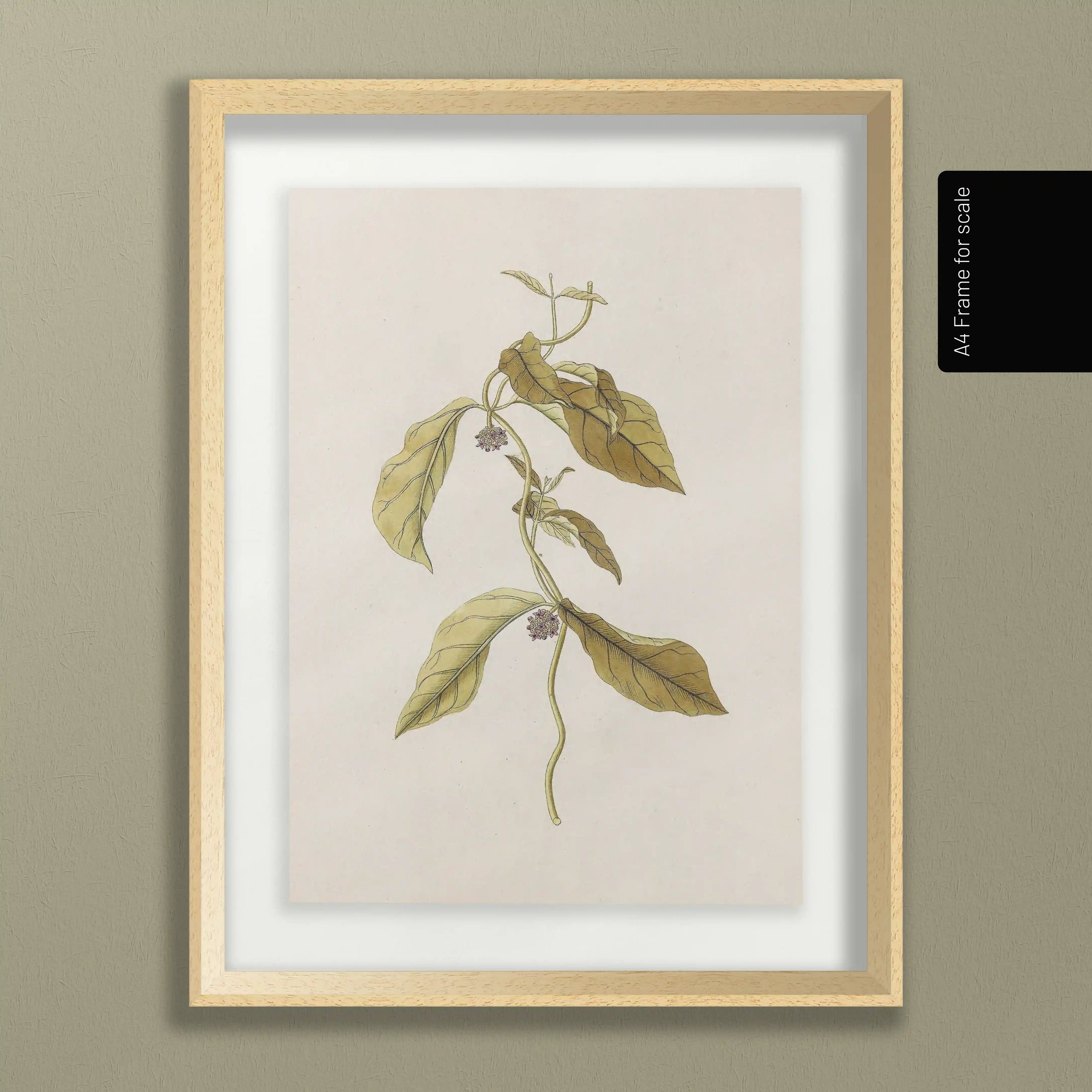 Plant Studies: Plate No. 33