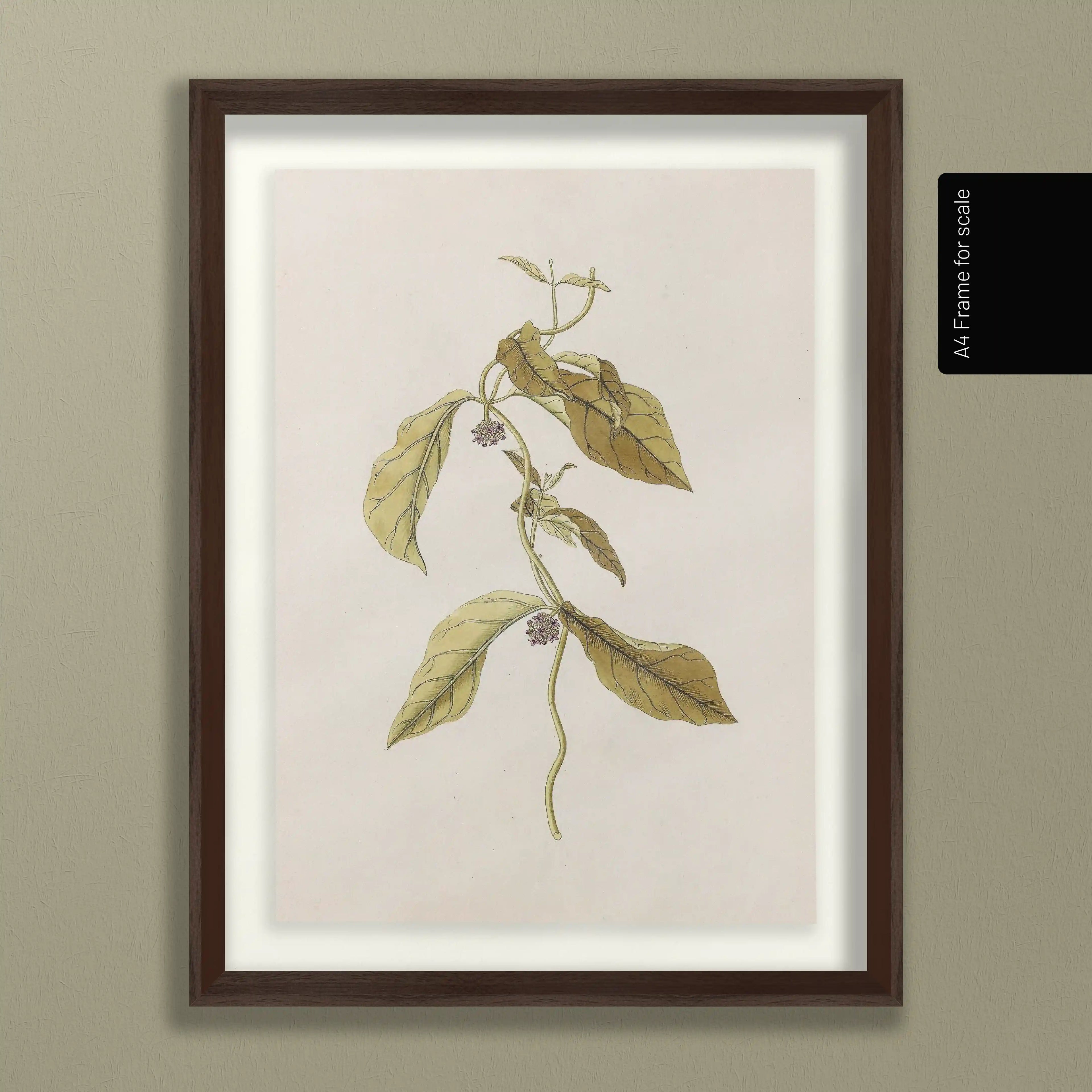 Plant Studies: Plate No. 33