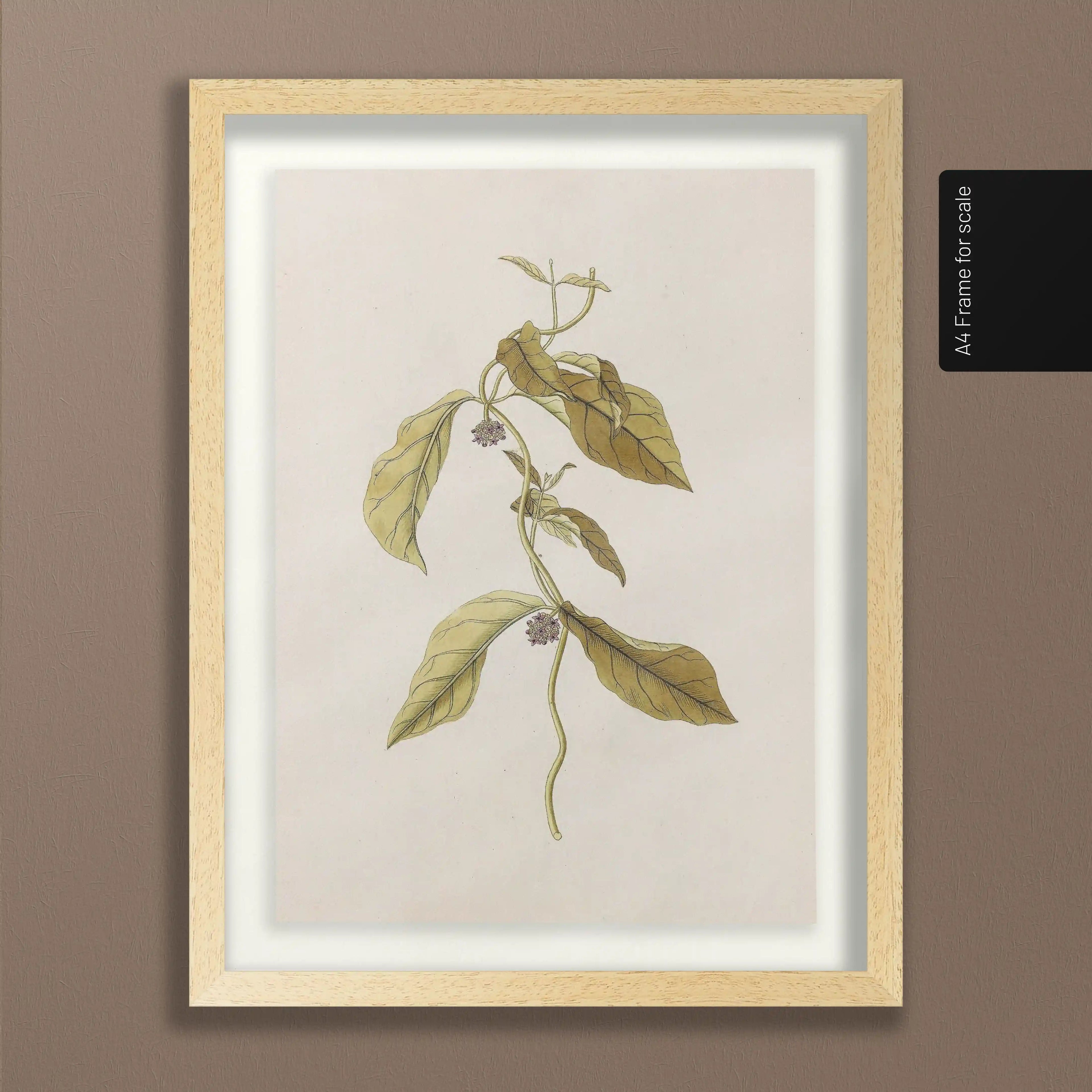 Plant Studies: Plate No. 33