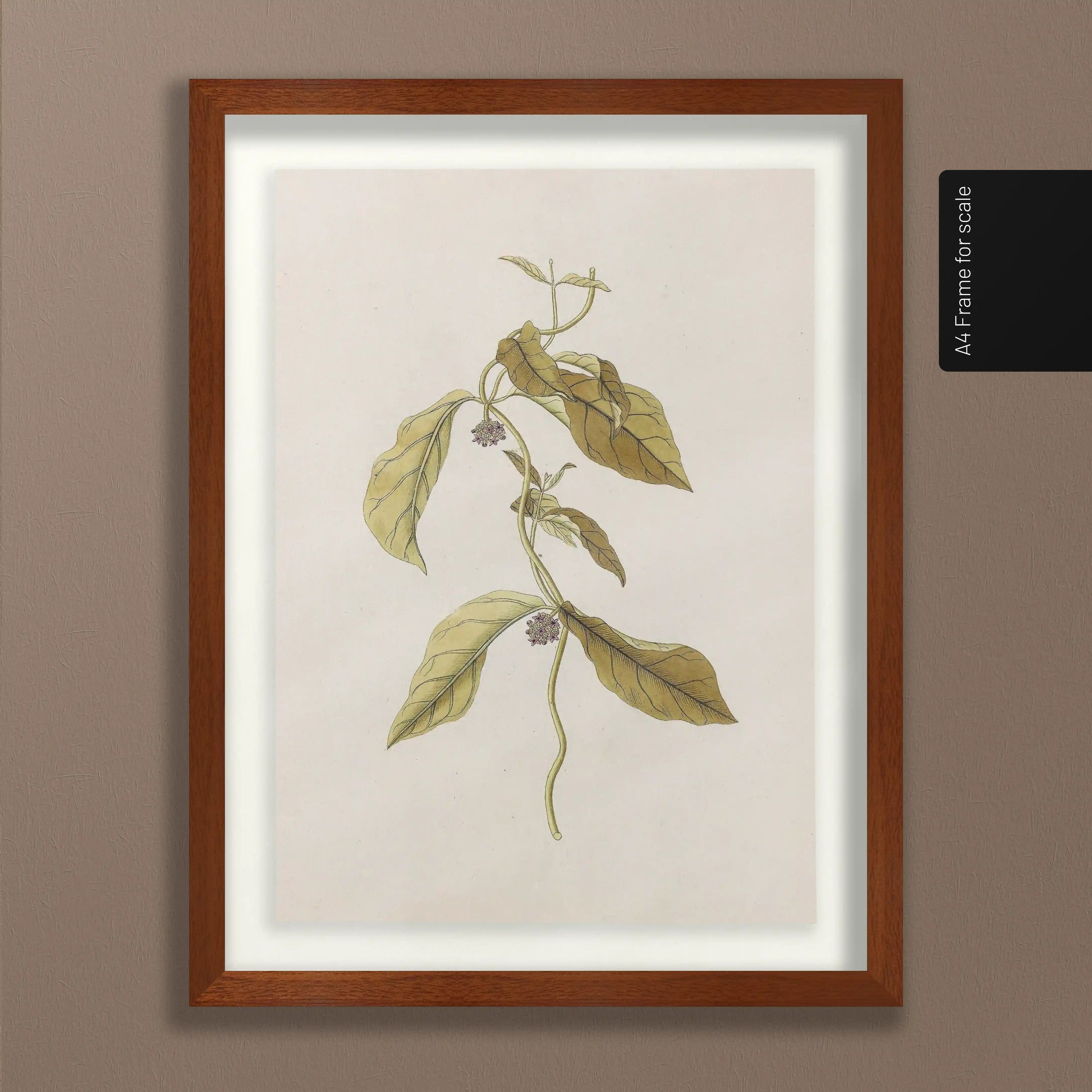 Plant Studies: Plate No. 33