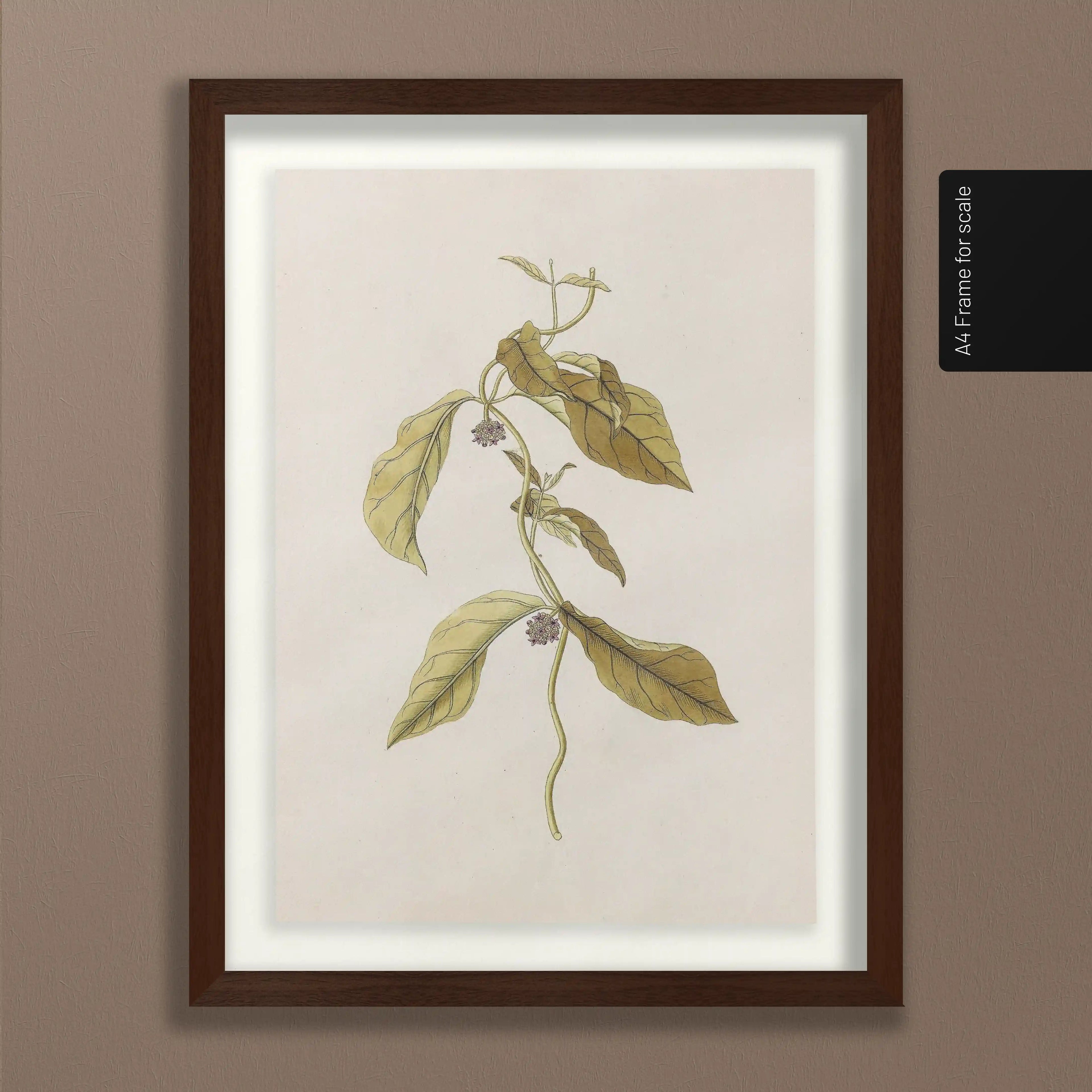 Plant Studies: Plate No. 33