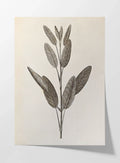 Plant Studies: Plate No. 34