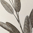 Plant Studies: Plate No. 34