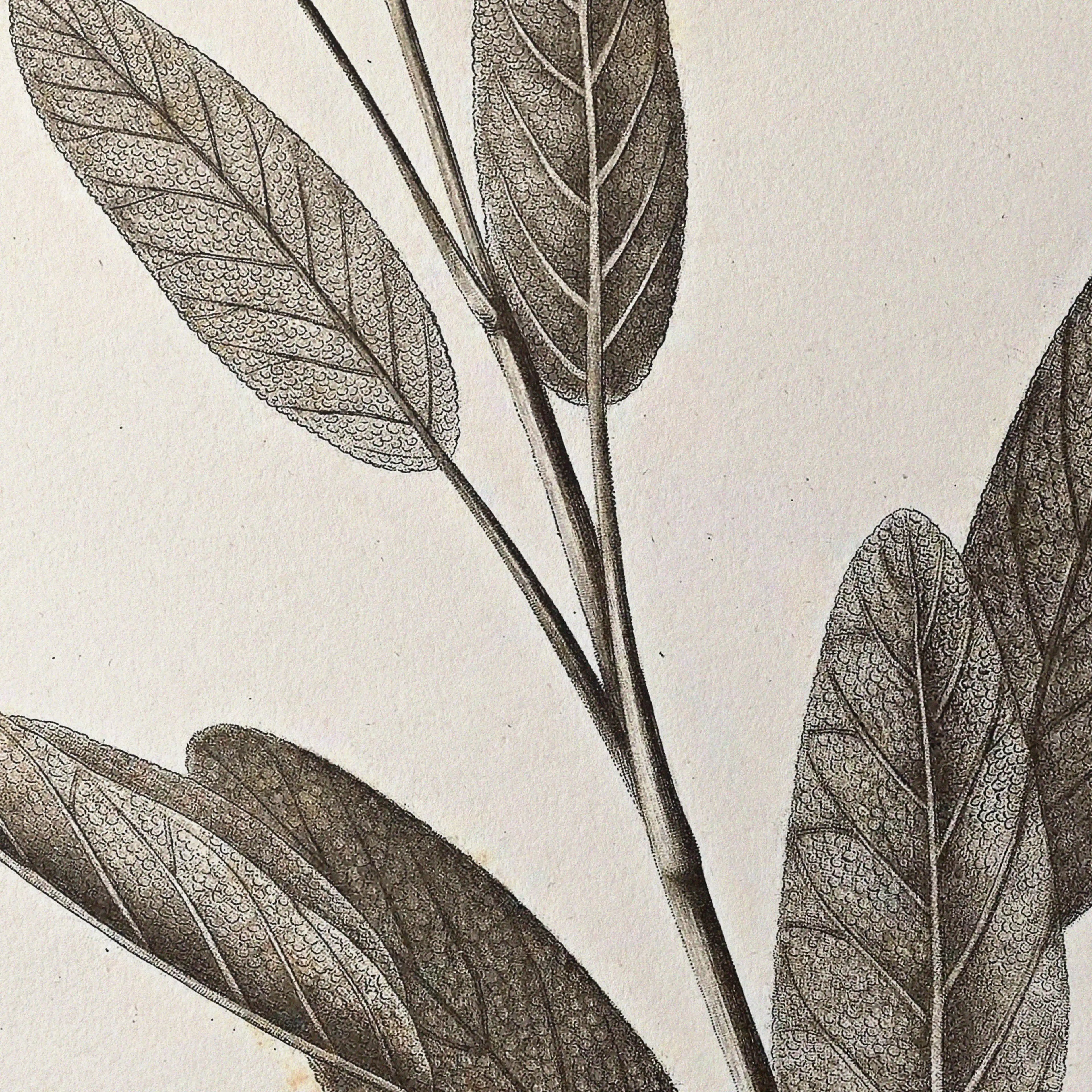Plant Studies: Plate No. 34