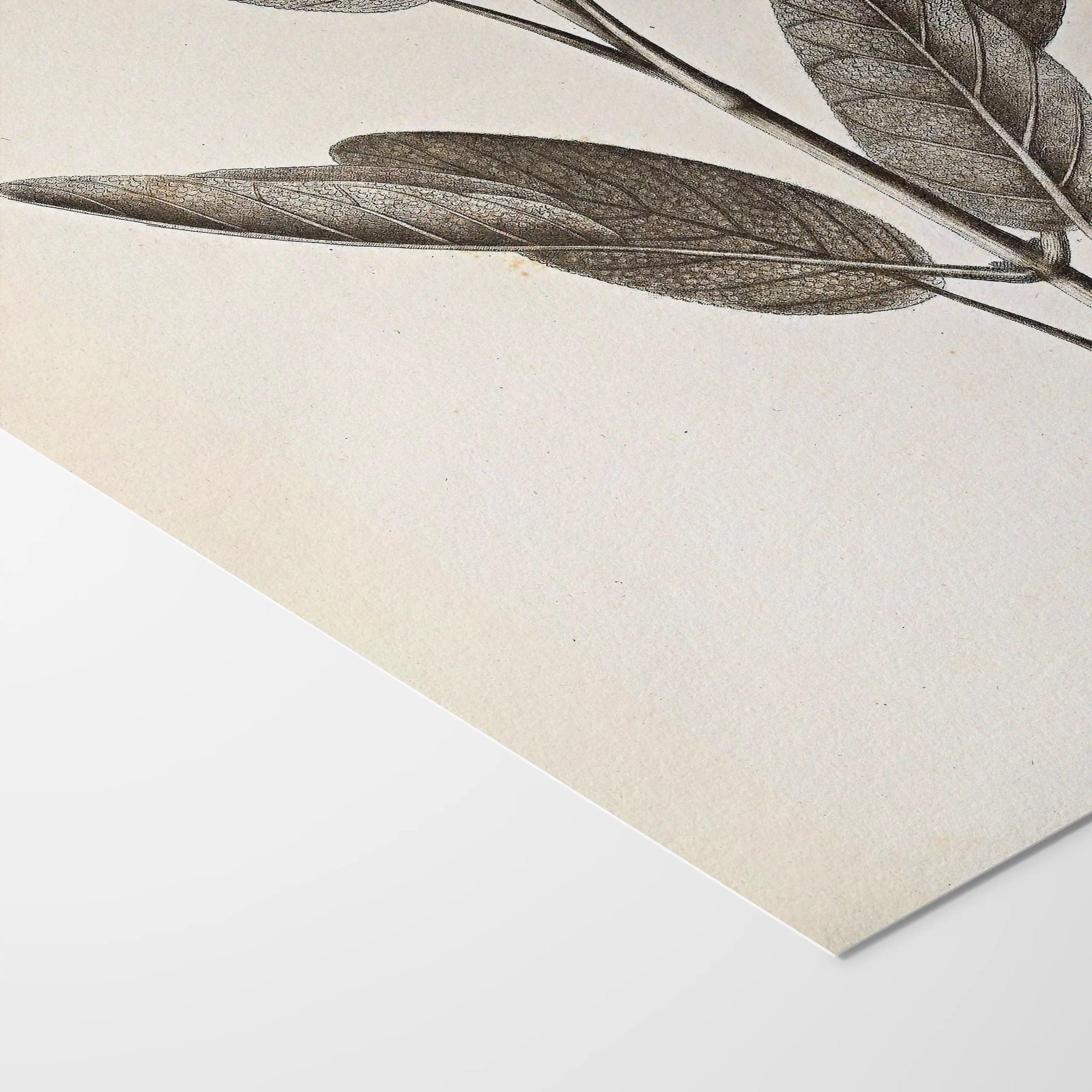 Plant Studies: Plate No. 34