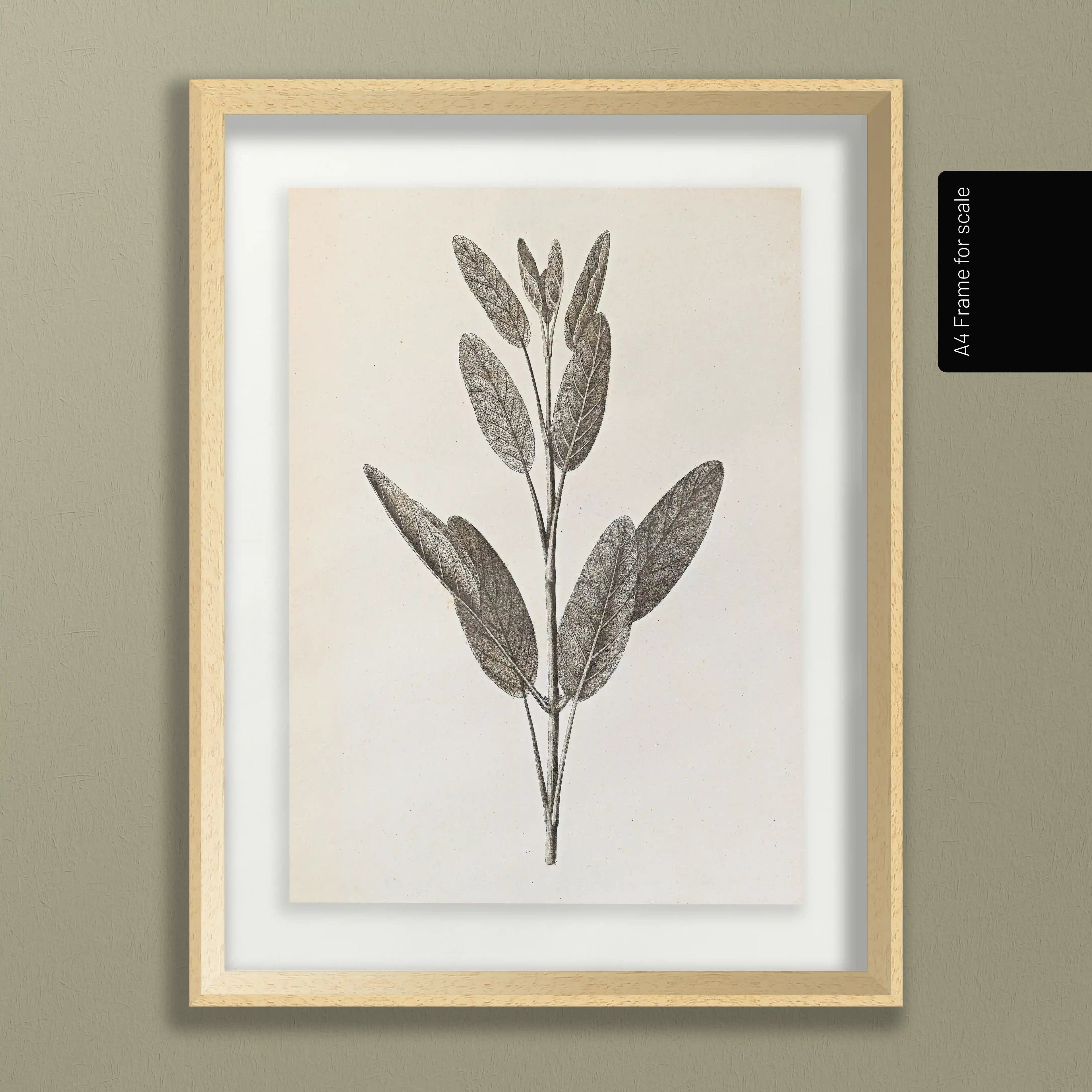 Plant Studies: Plate No. 34