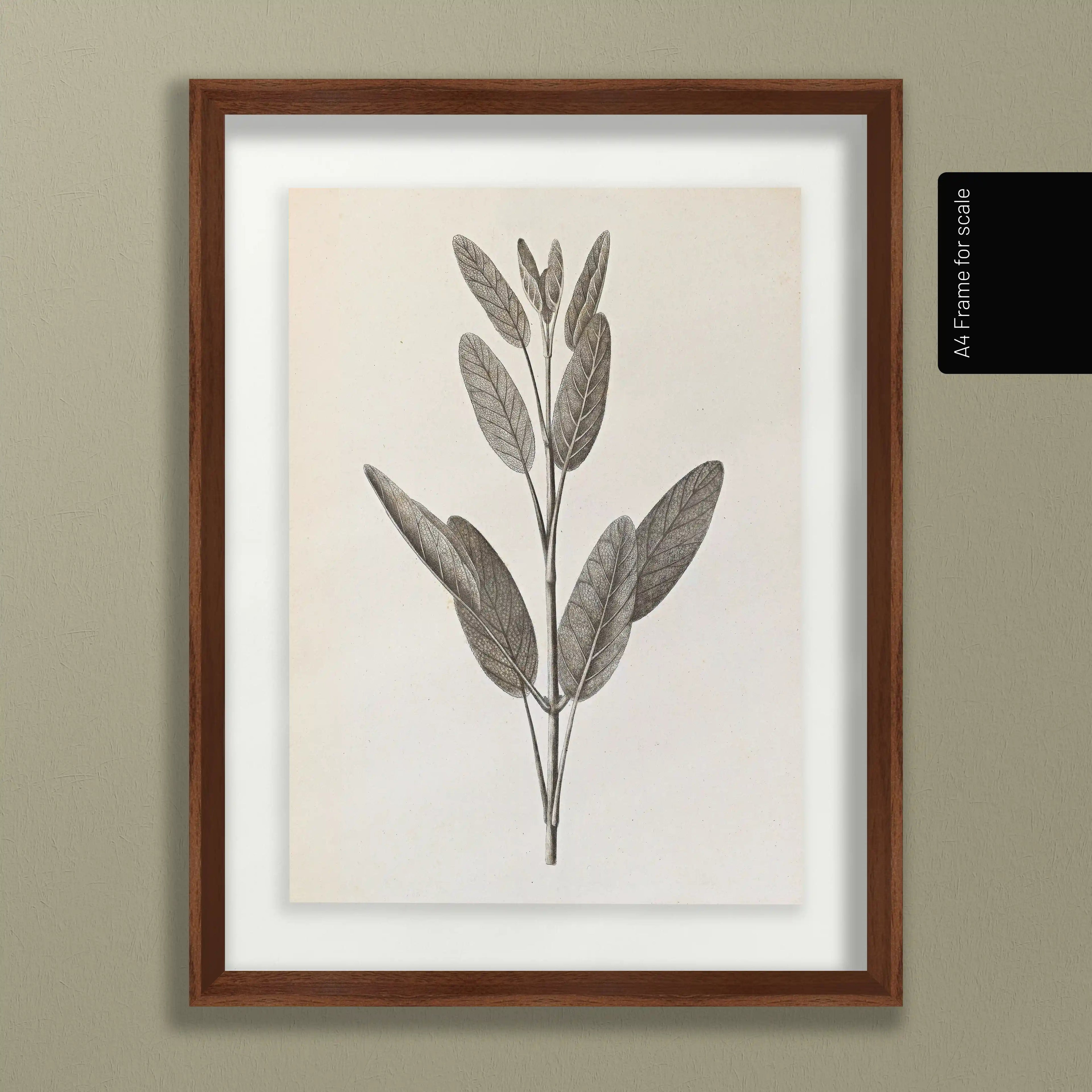 Plant Studies: Plate No. 34