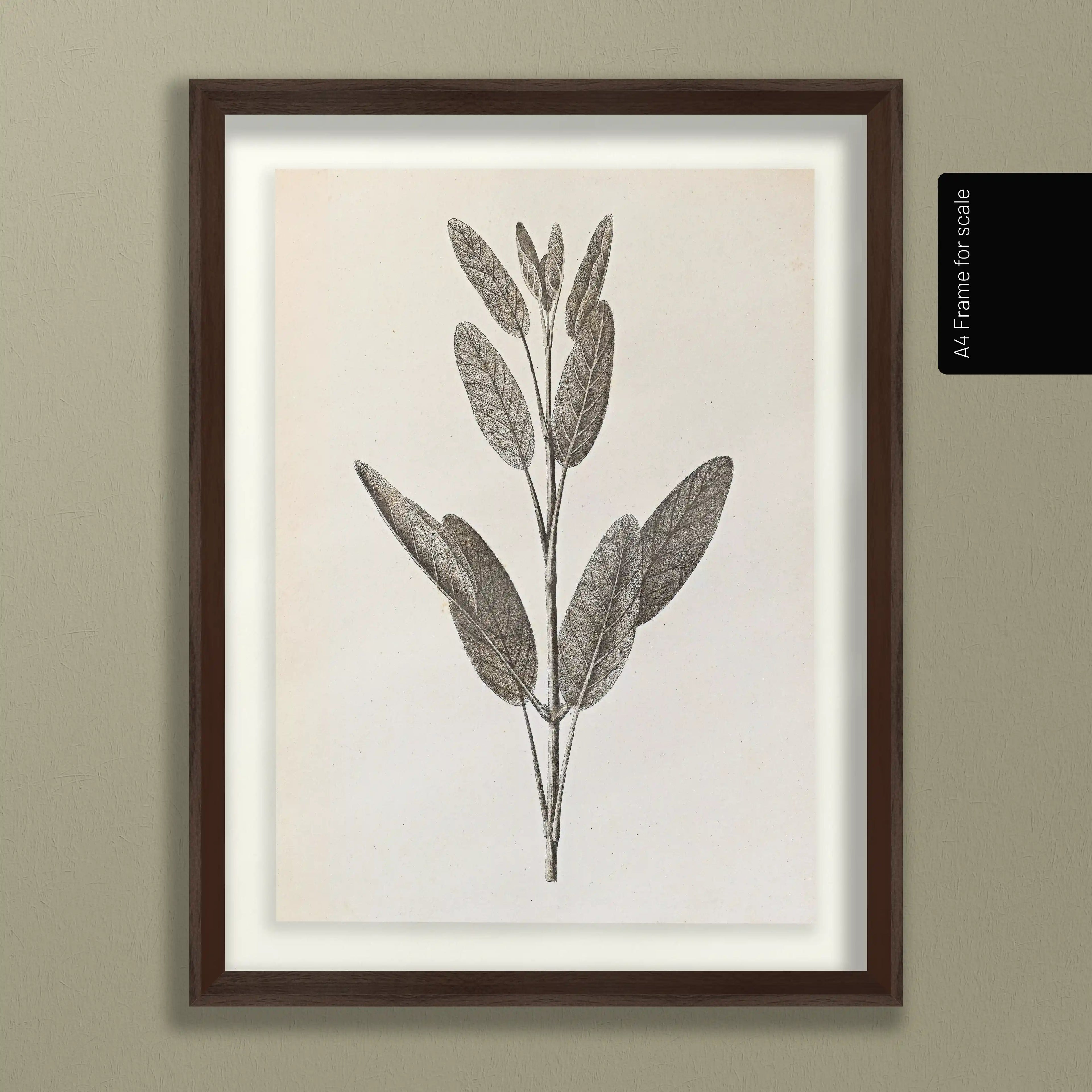 Plant Studies: Plate No. 34