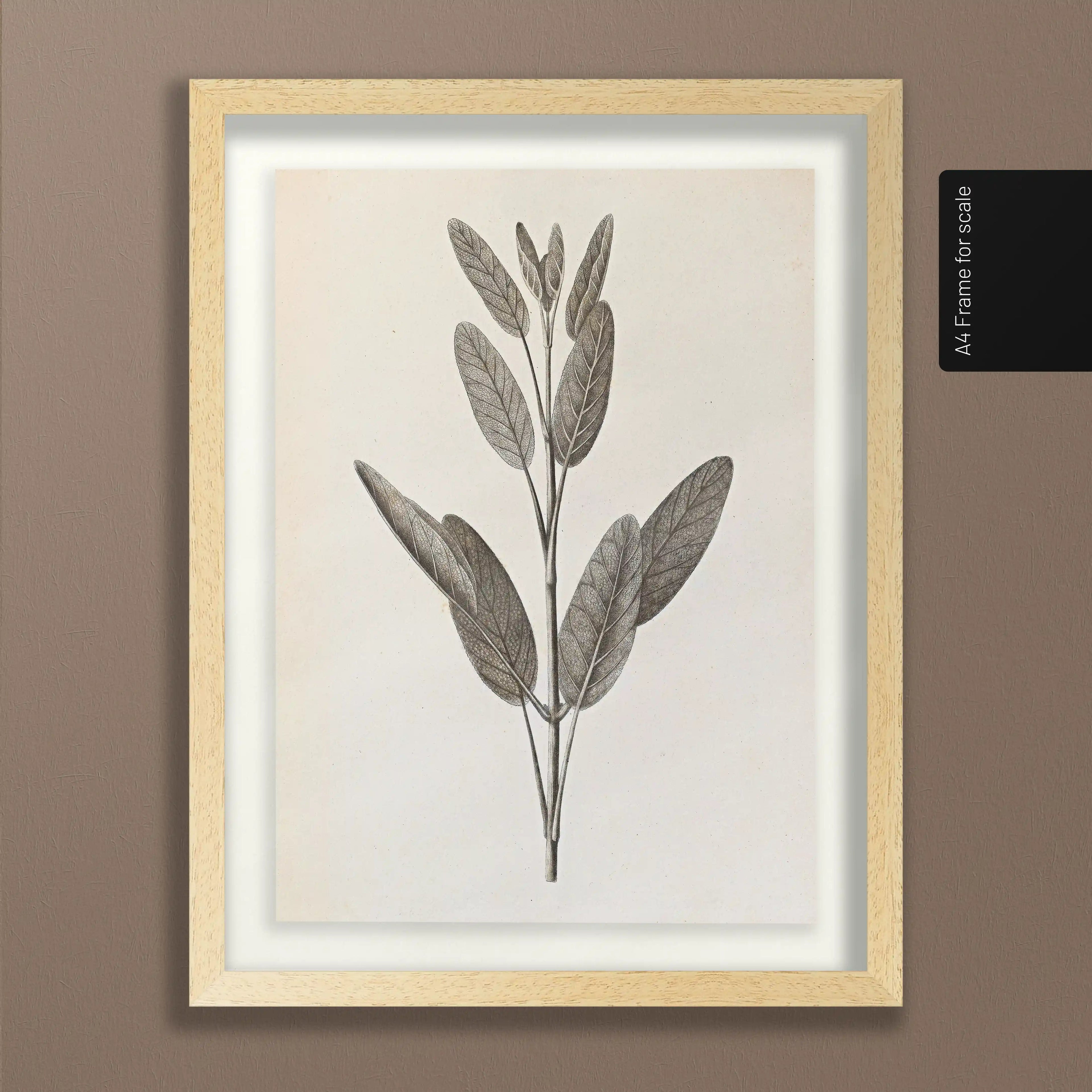 Plant Studies: Plate No. 34