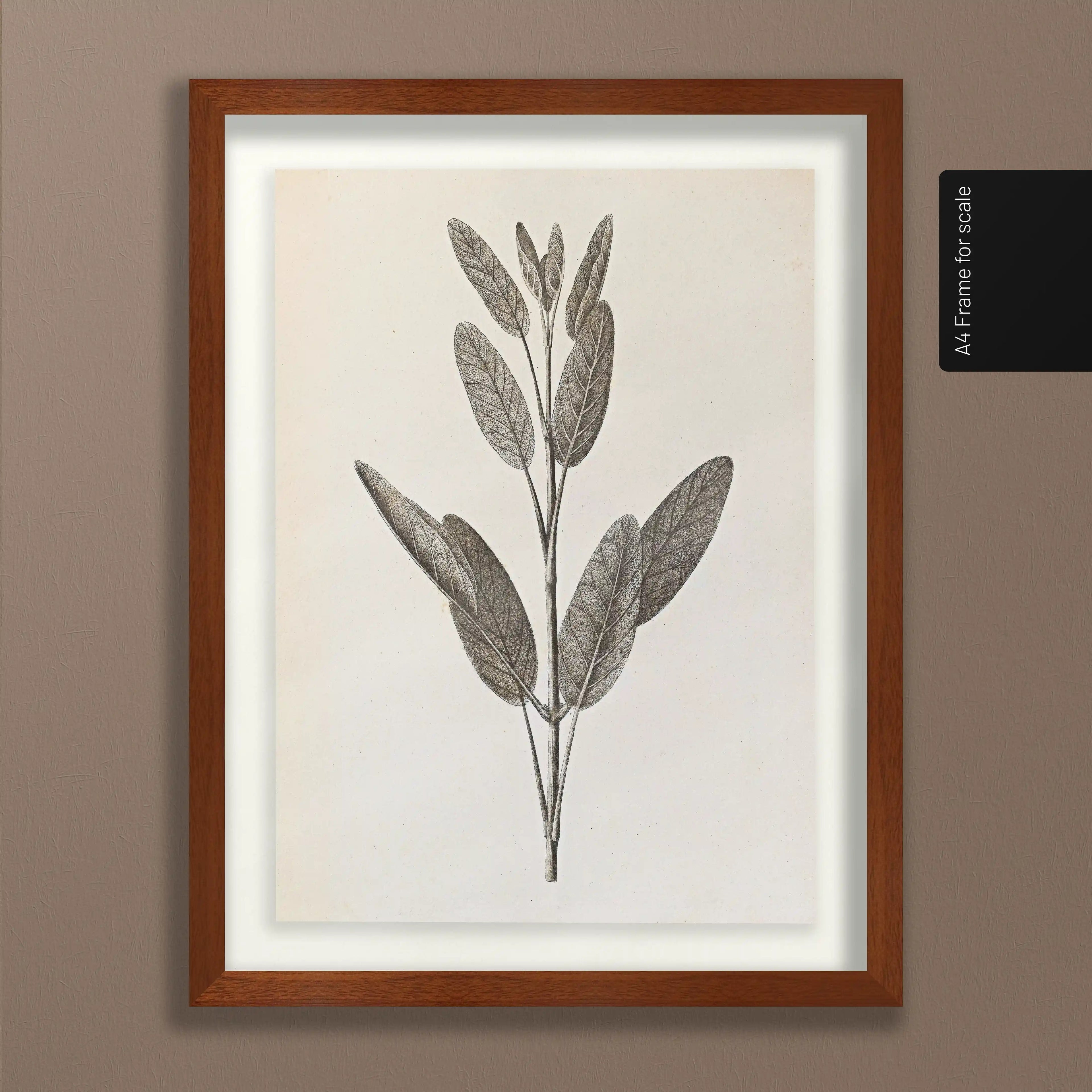 Plant Studies: Plate No. 34
