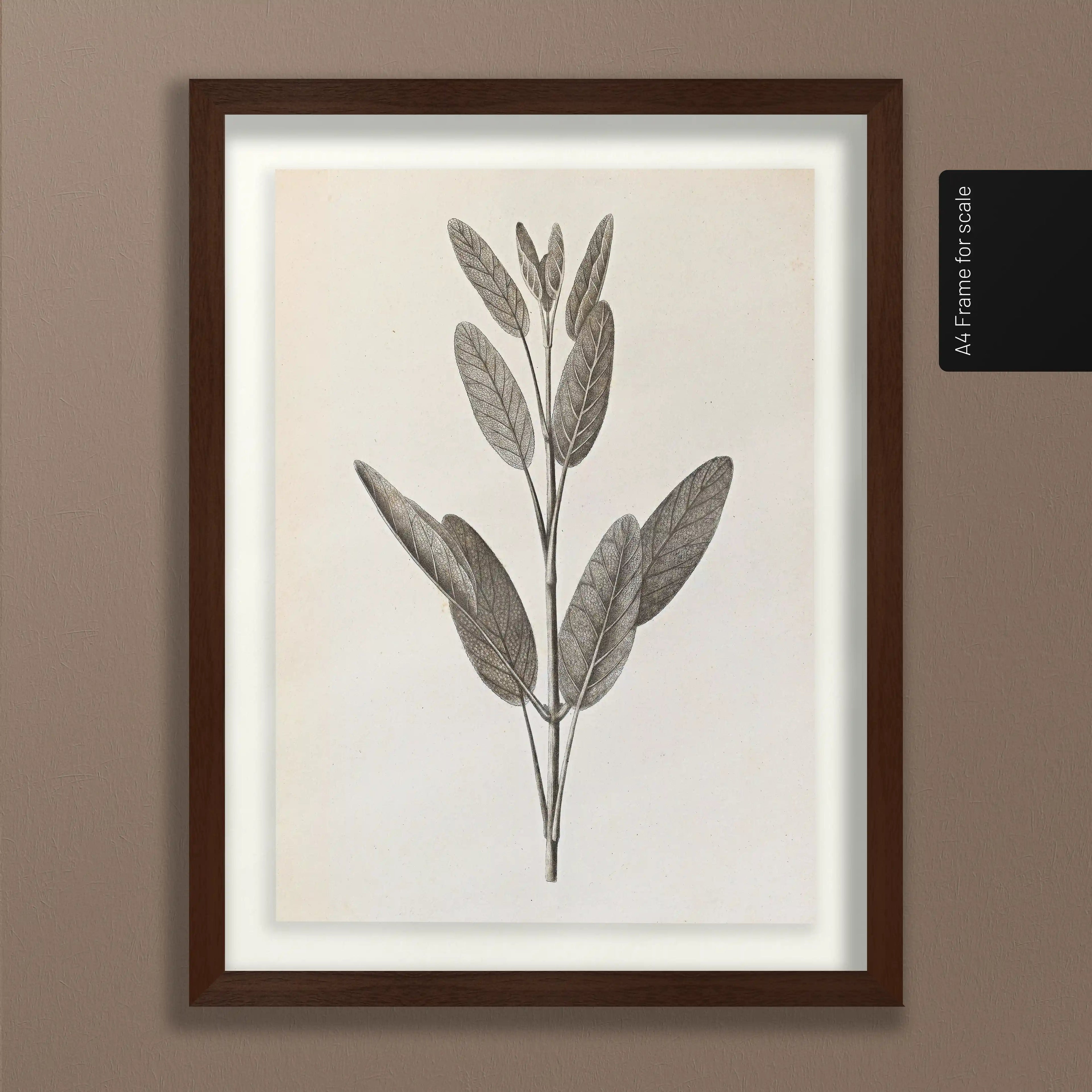 Plant Studies: Plate No. 34