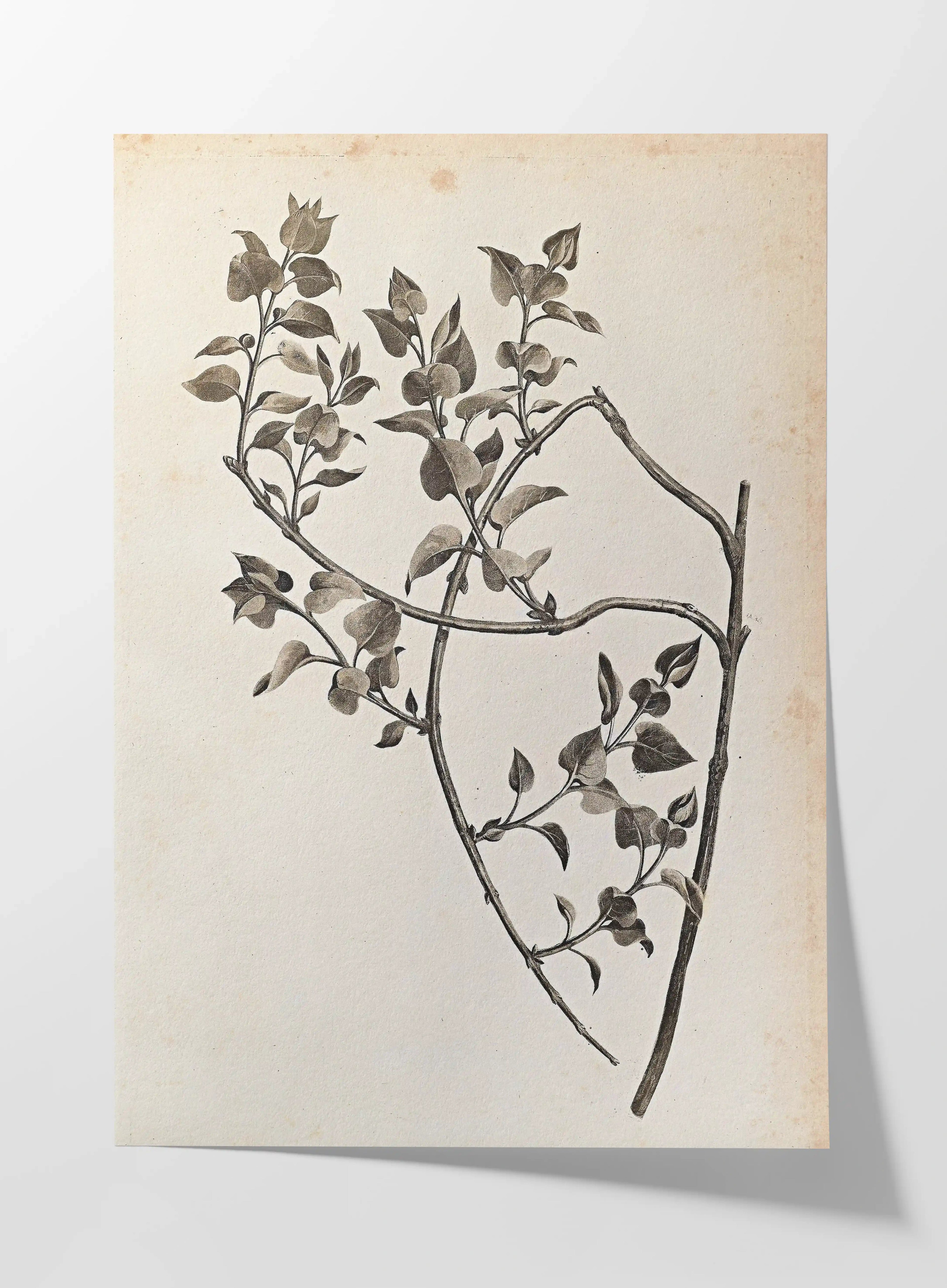 Plant Studies: Plate No. 35