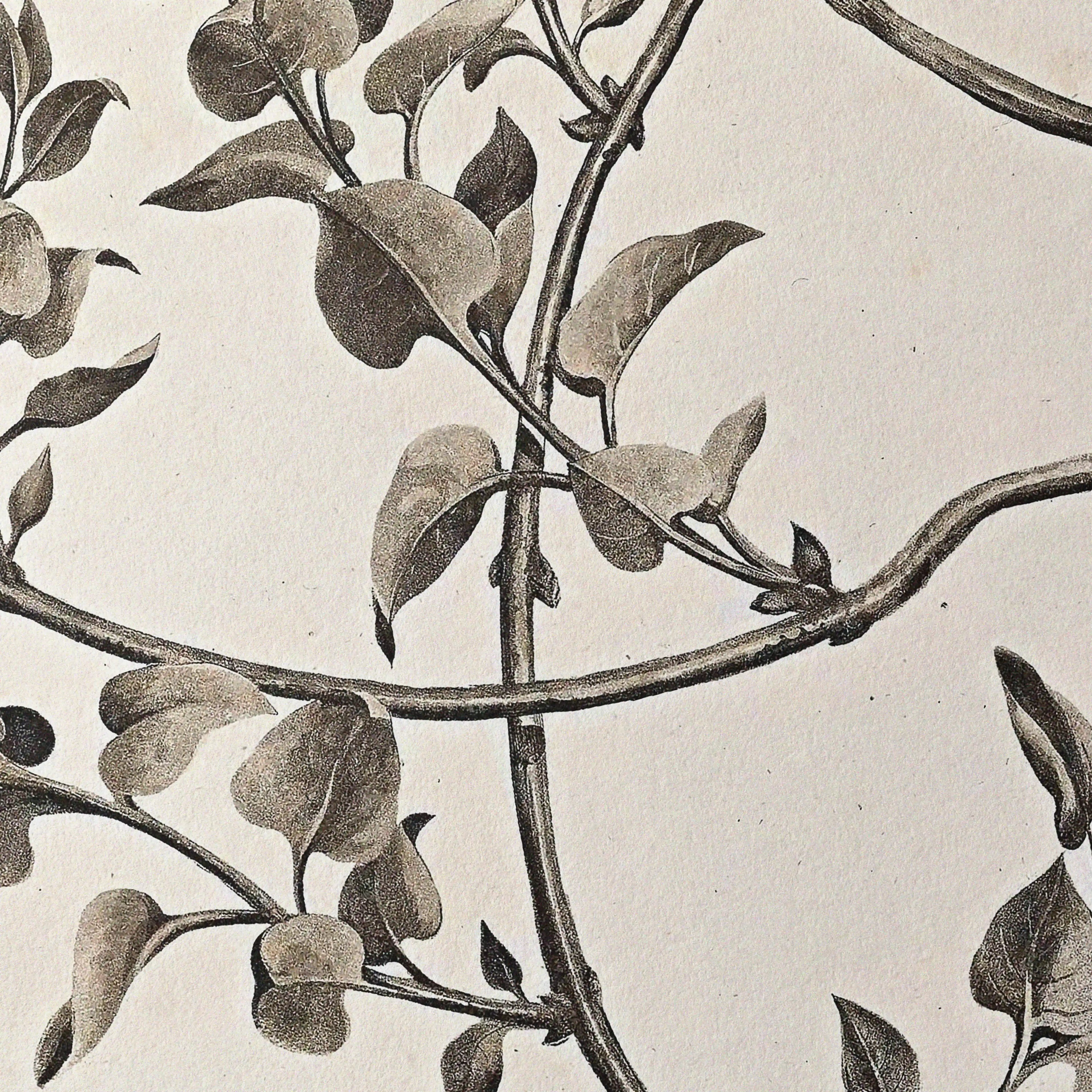 Plant Studies: Plate No. 35