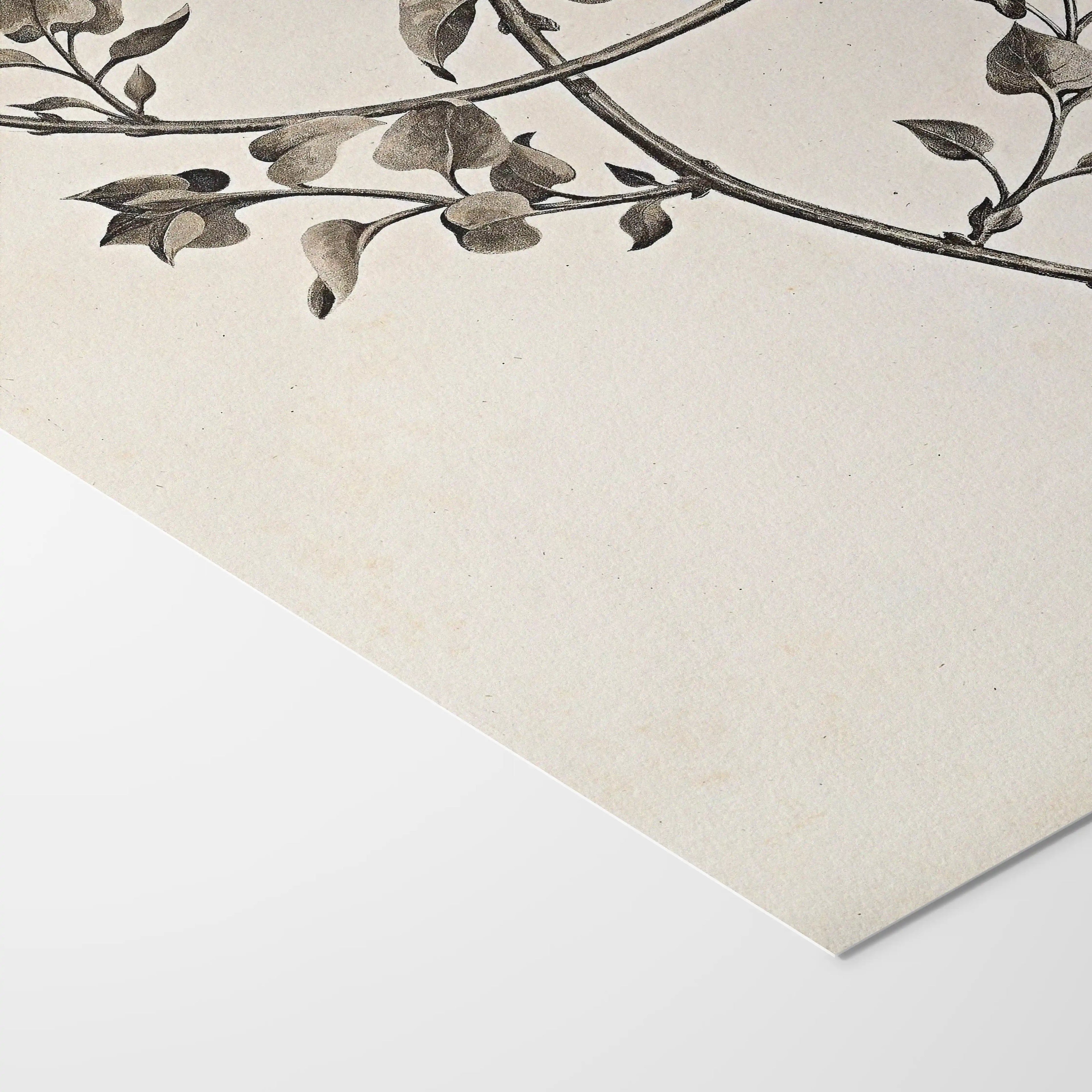 Plant Studies: Plate No. 35