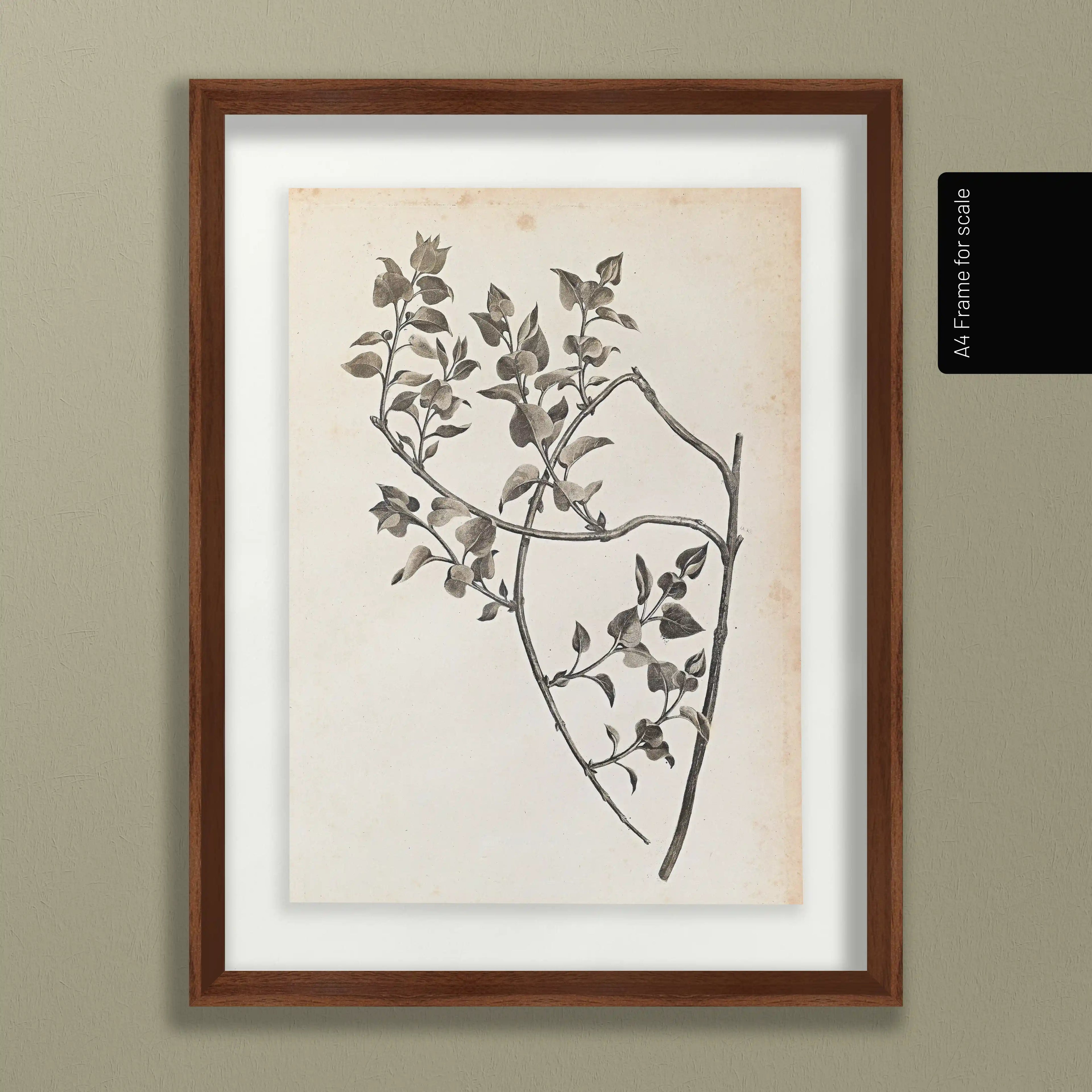 Plant Studies: Plate No. 35