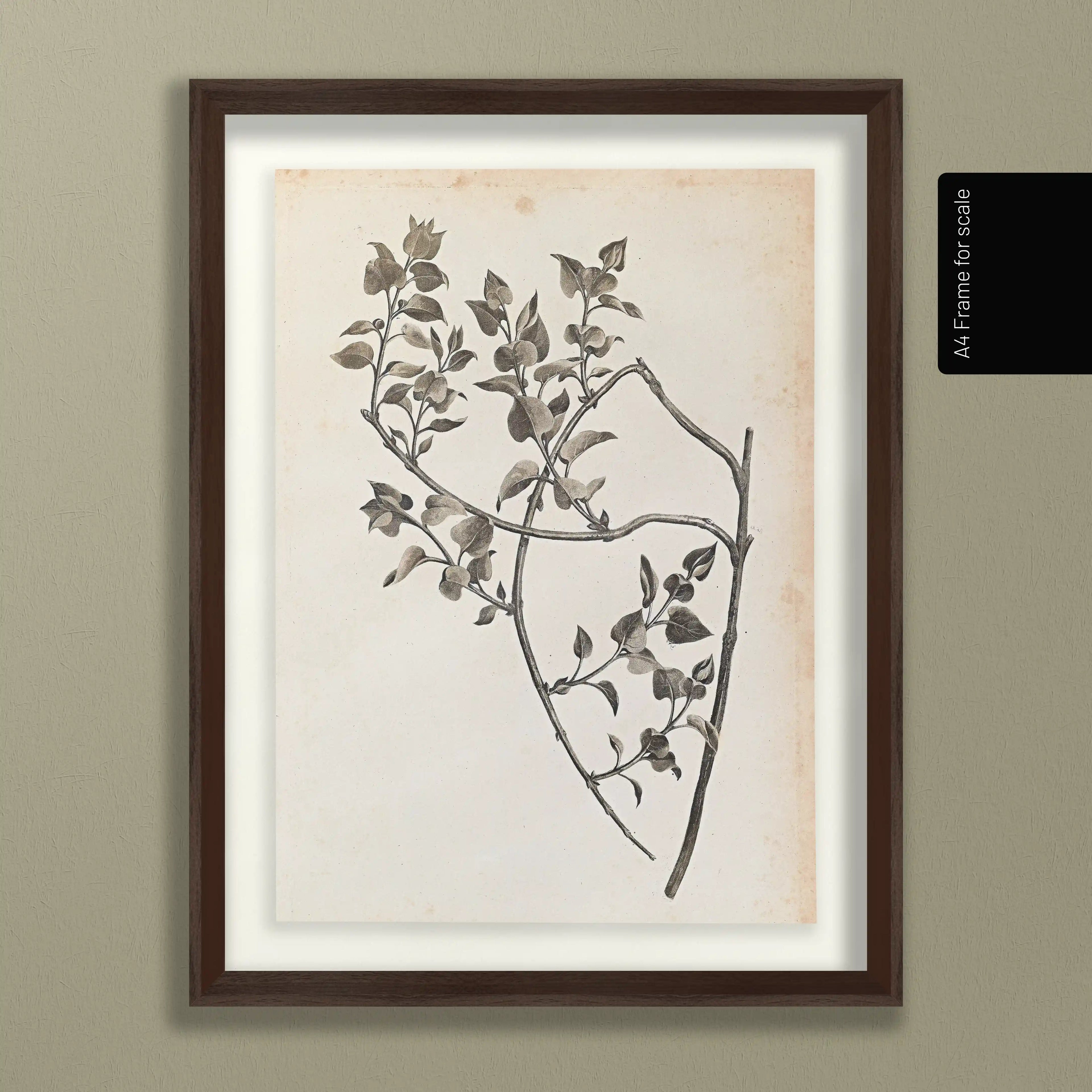 Plant Studies: Plate No. 35