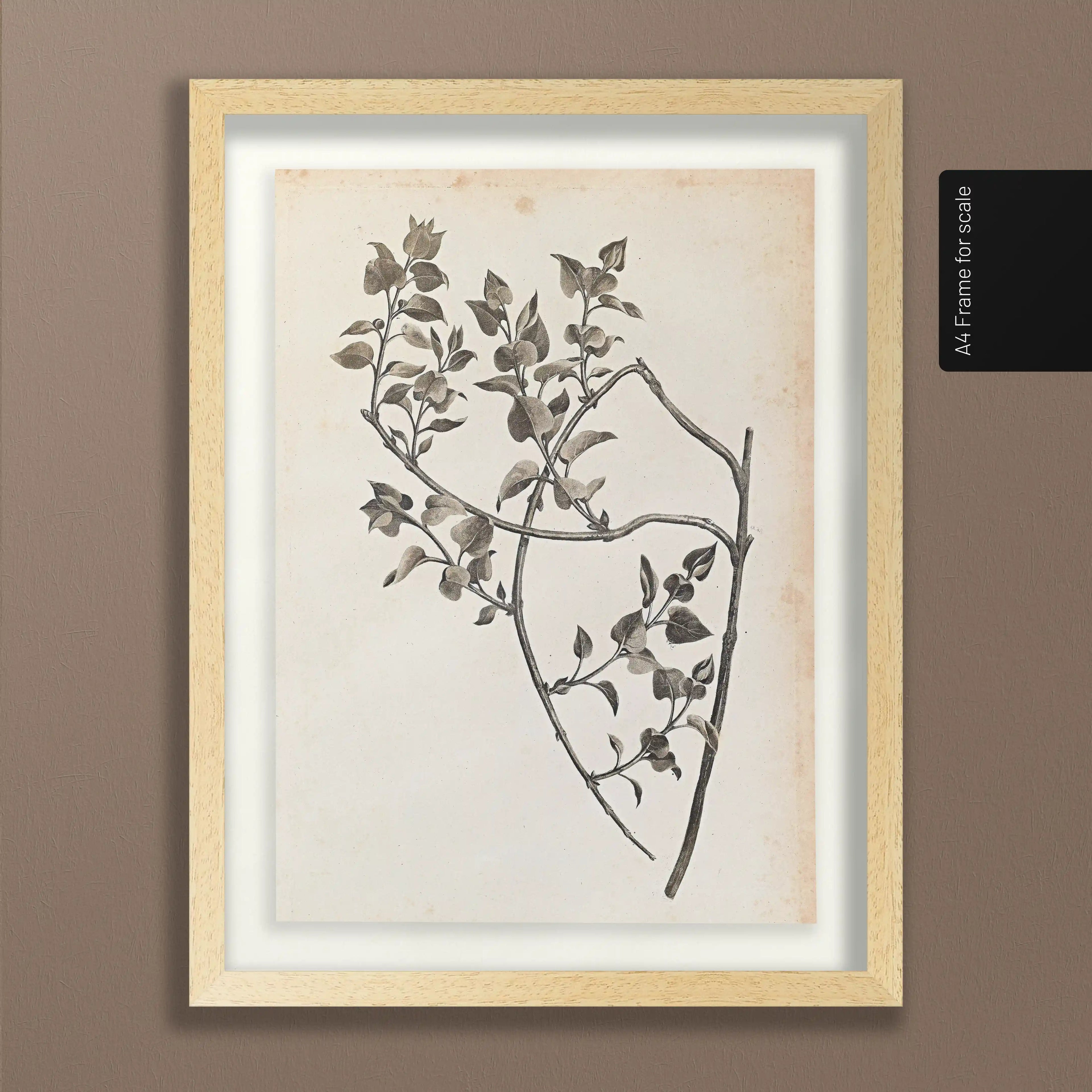 Plant Studies: Plate No. 35