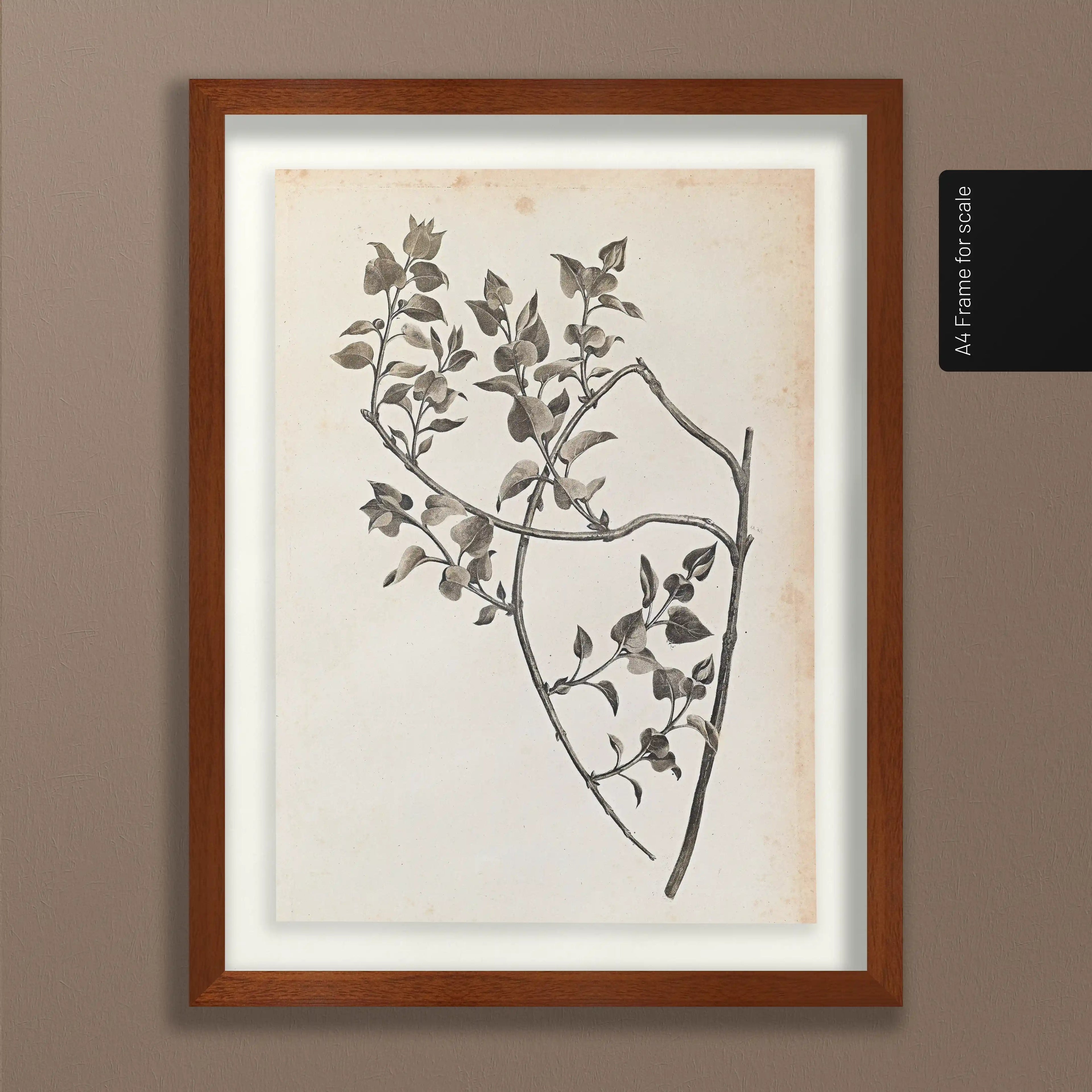 Plant Studies: Plate No. 35