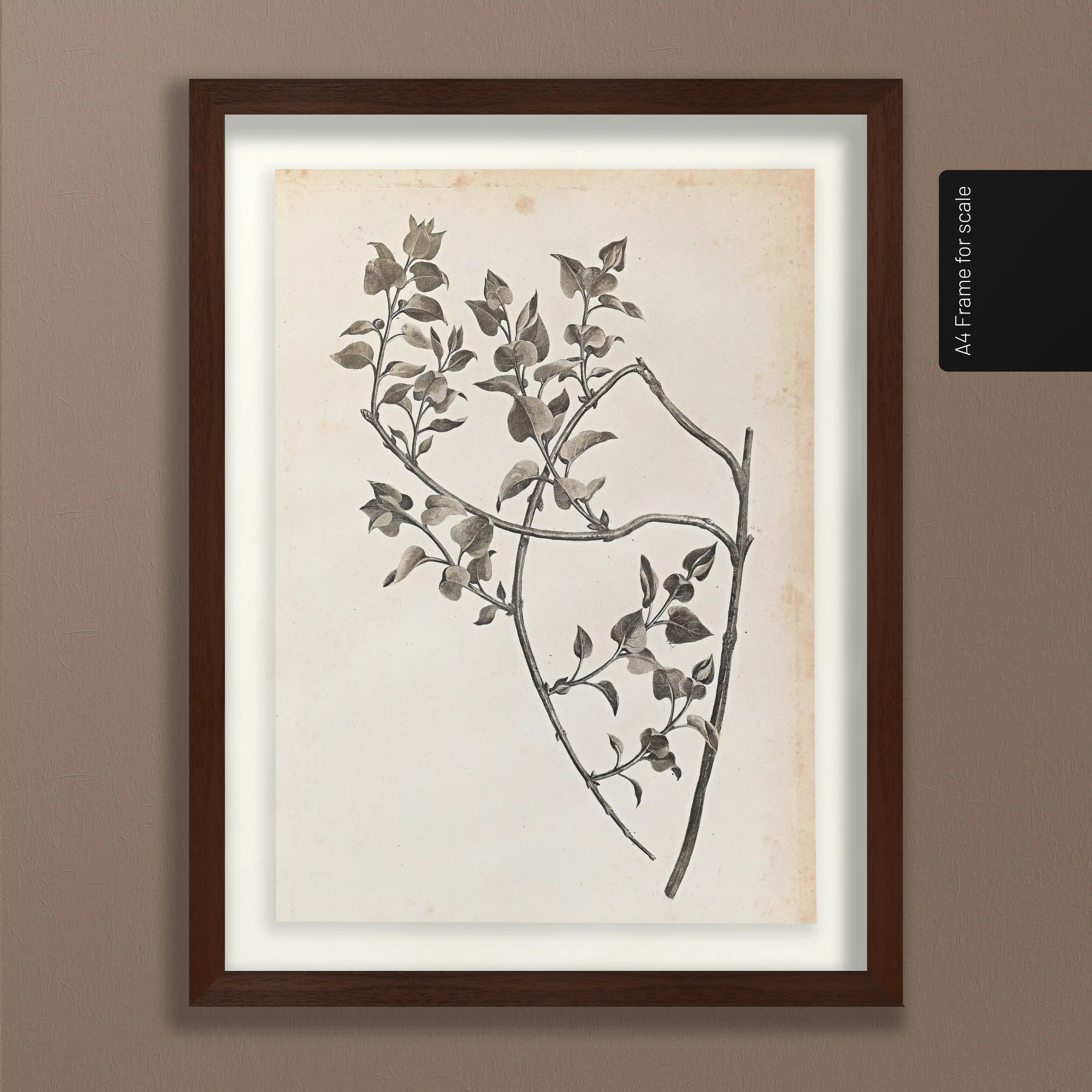 Plant Studies: Plate No. 35