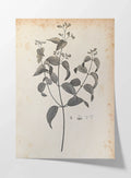 Plant Studies: Plate No. 36
