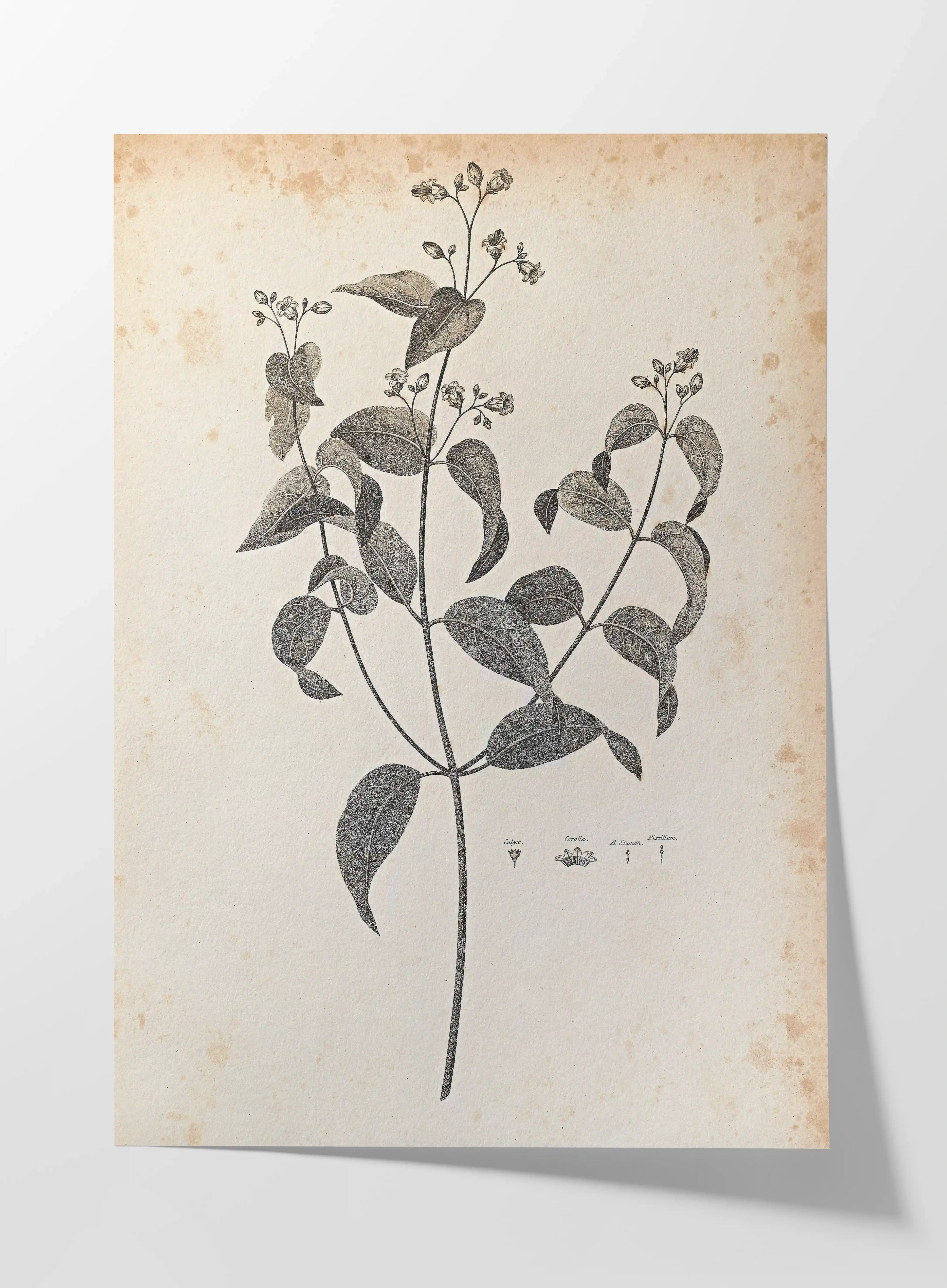 Plant Studies: Plate No. 36