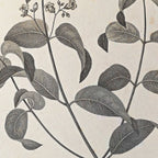 Plant Studies: Plate No. 36