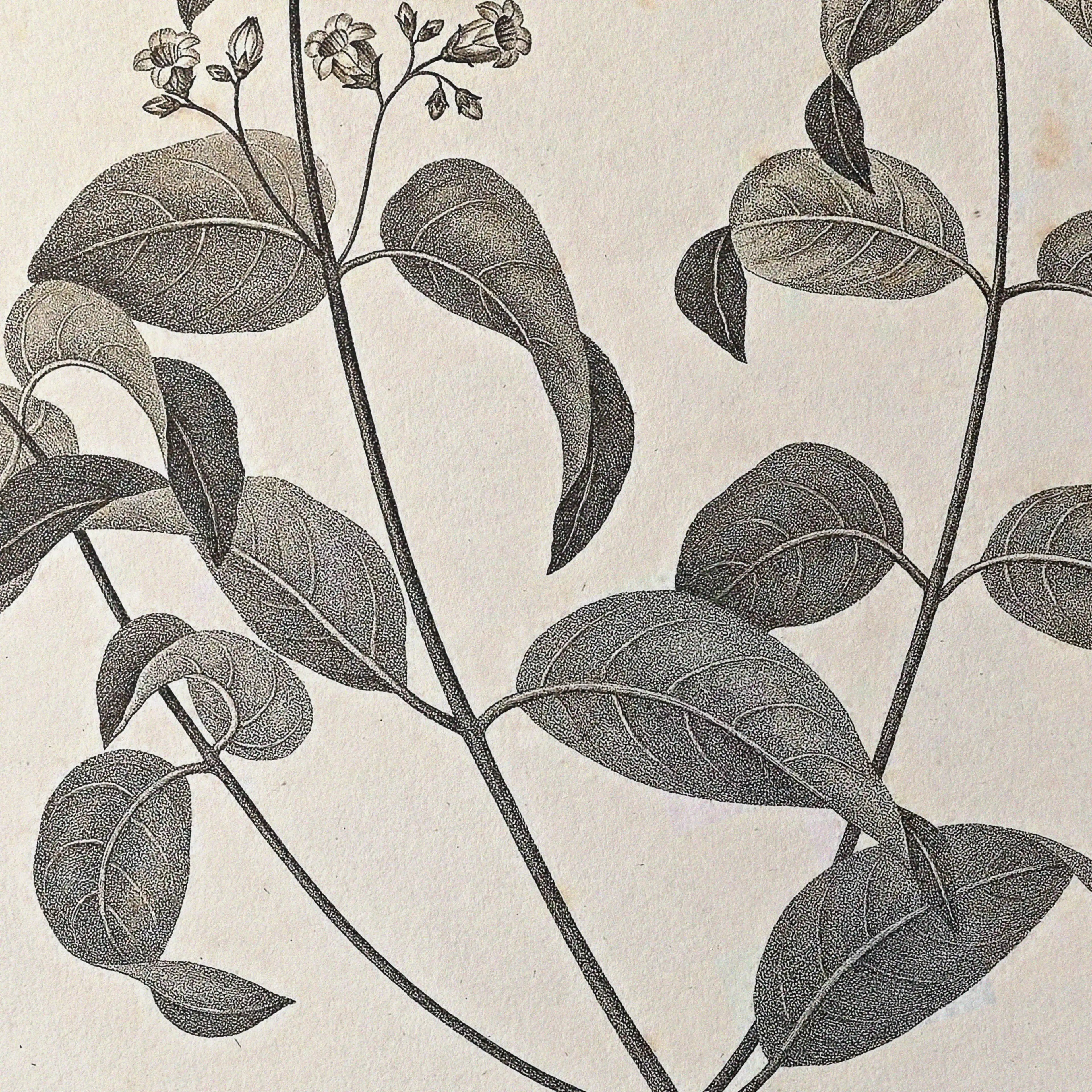 Plant Studies: Plate No. 36