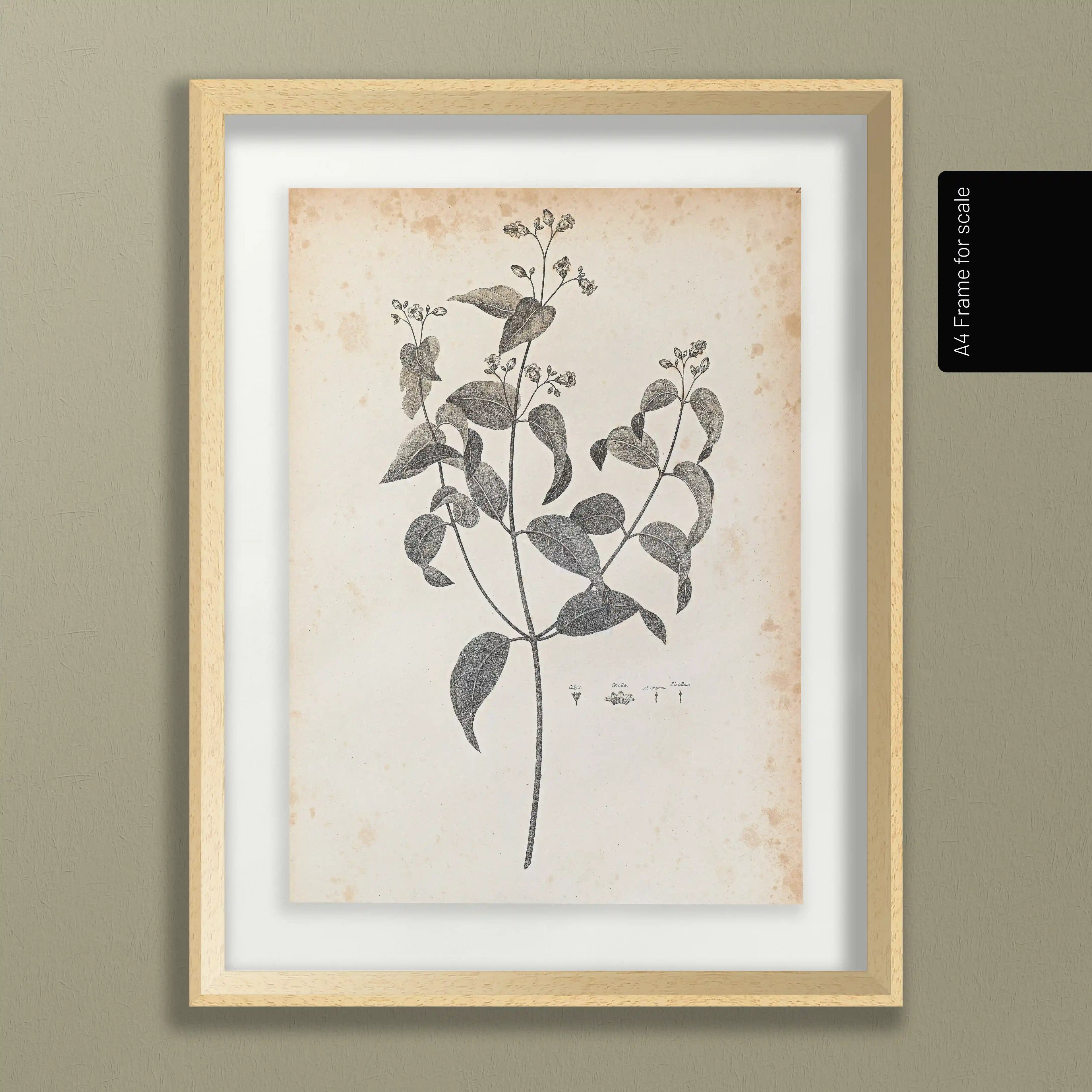 Plant Studies: Plate No. 36