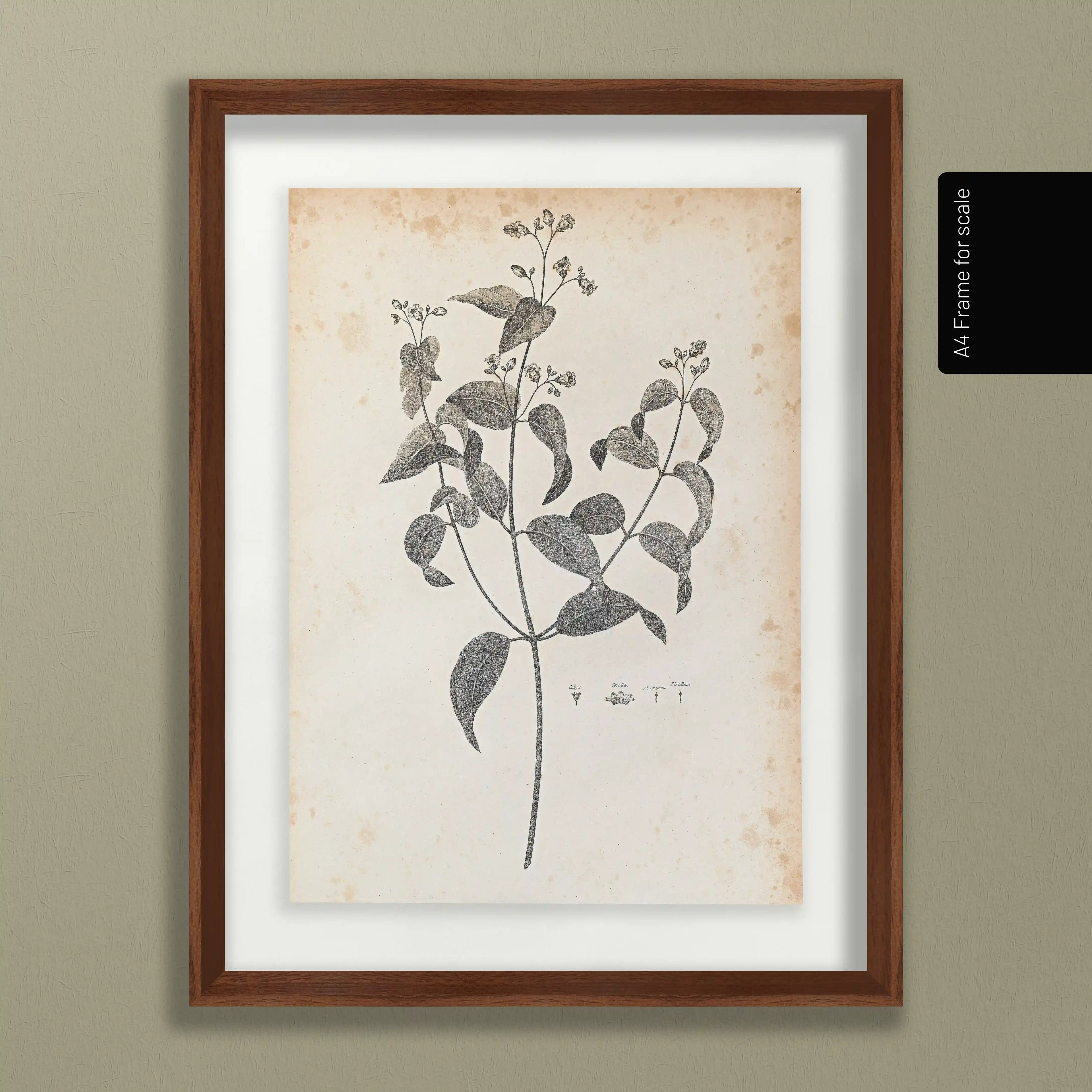 Plant Studies: Plate No. 36