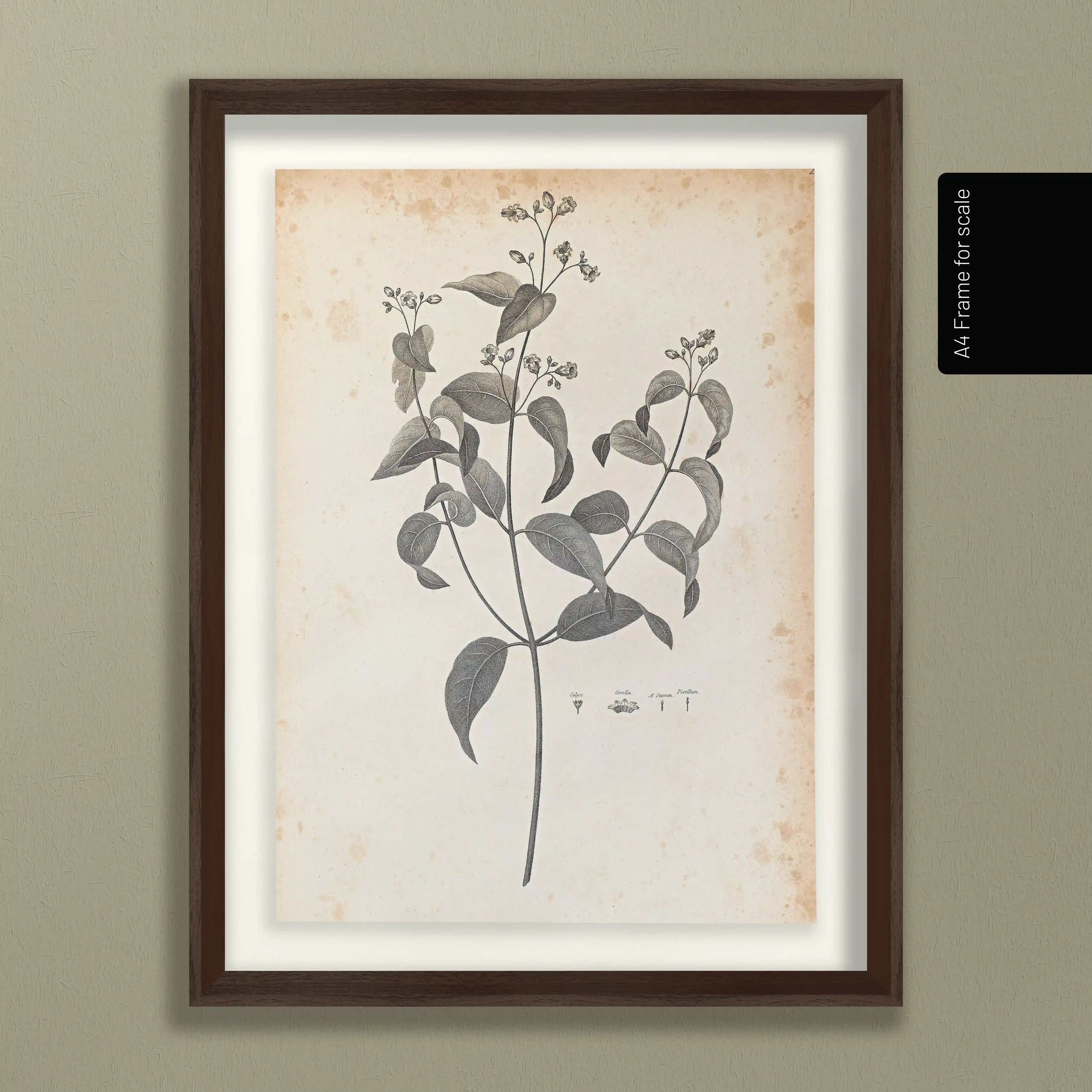 Plant Studies: Plate No. 36