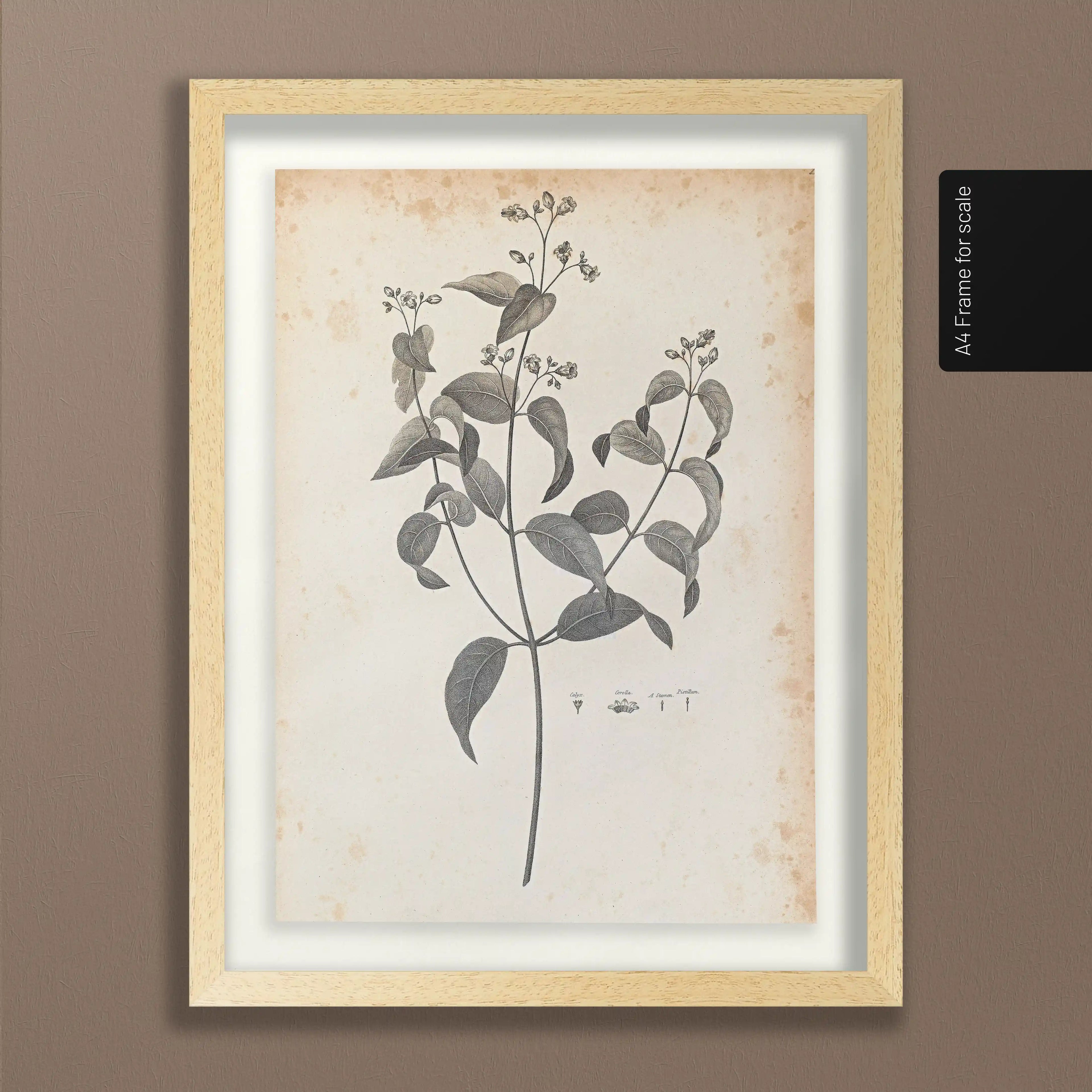 Plant Studies: Plate No. 36