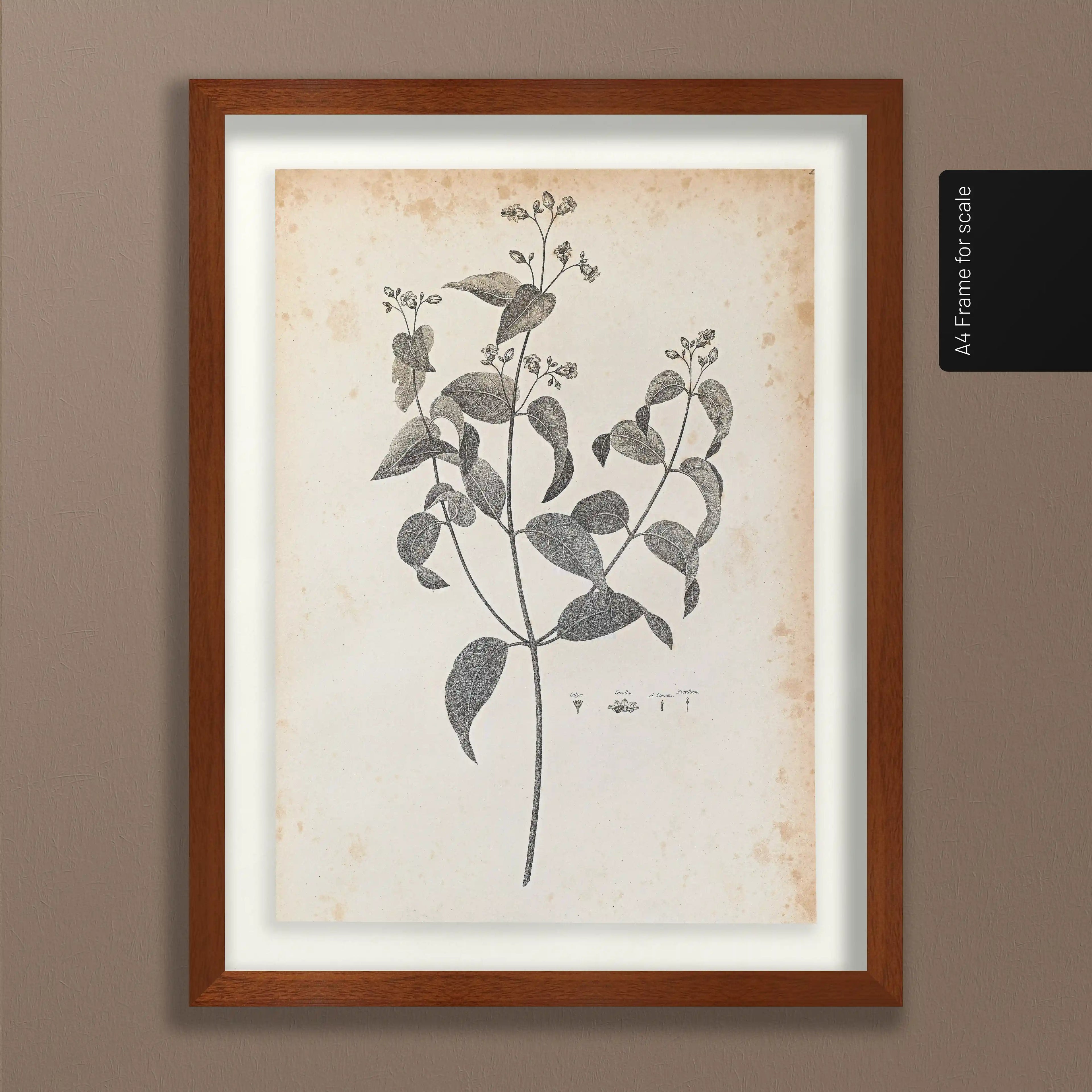 Plant Studies: Plate No. 36