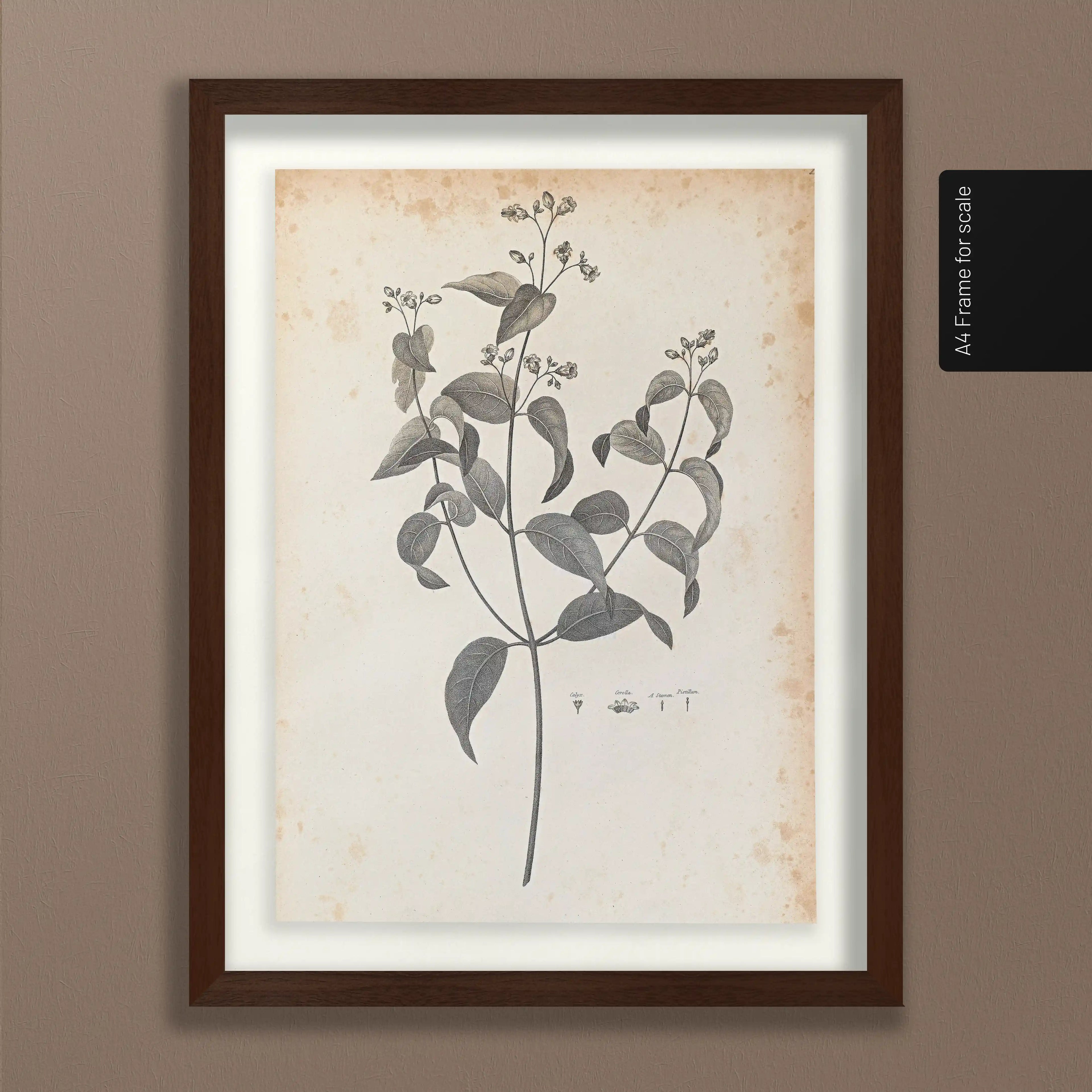 Plant Studies: Plate No. 36