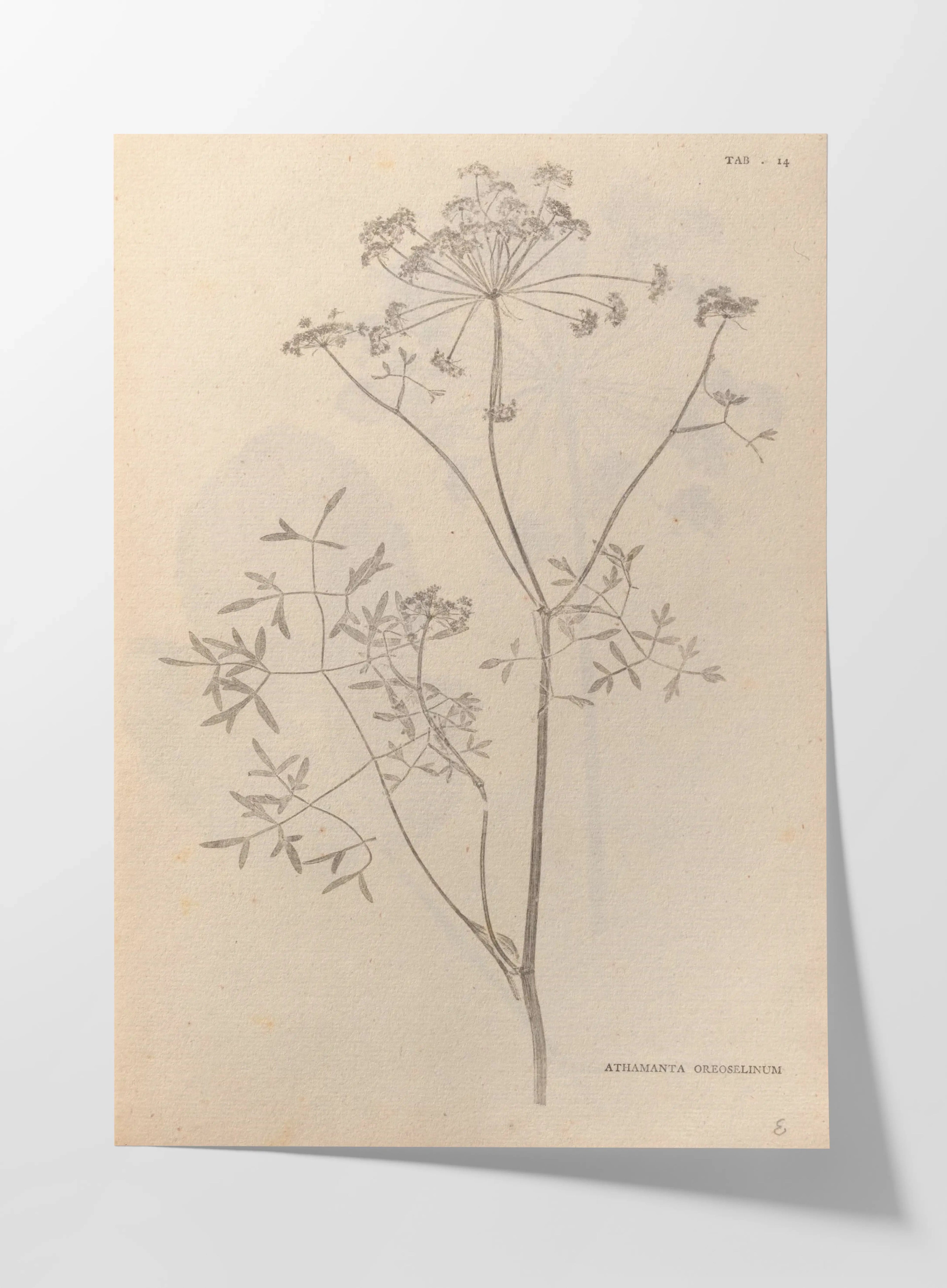 Plant Studies: Plate No. 37