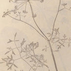 Plant Studies: Plate No. 37
