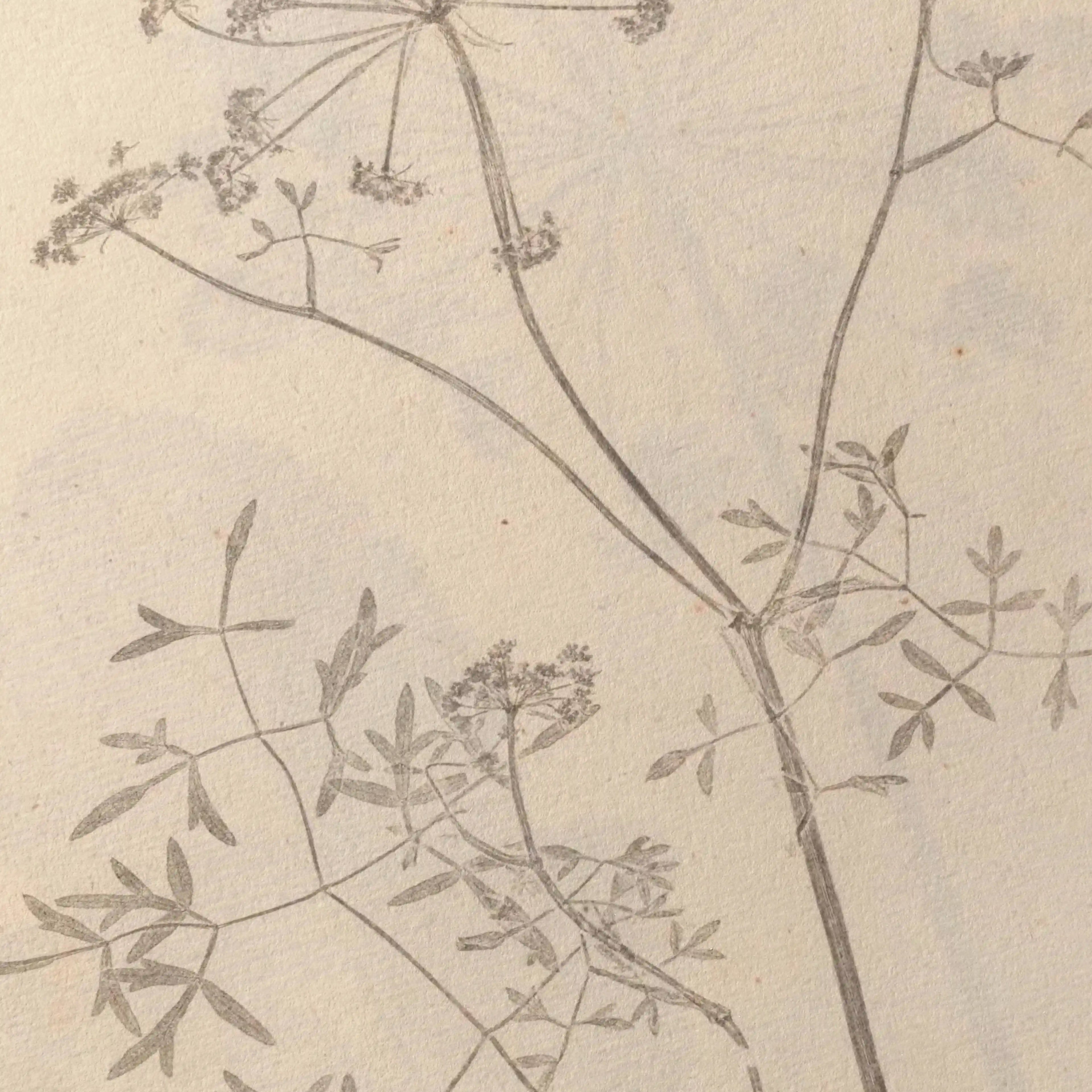 Plant Studies: Plate No. 37