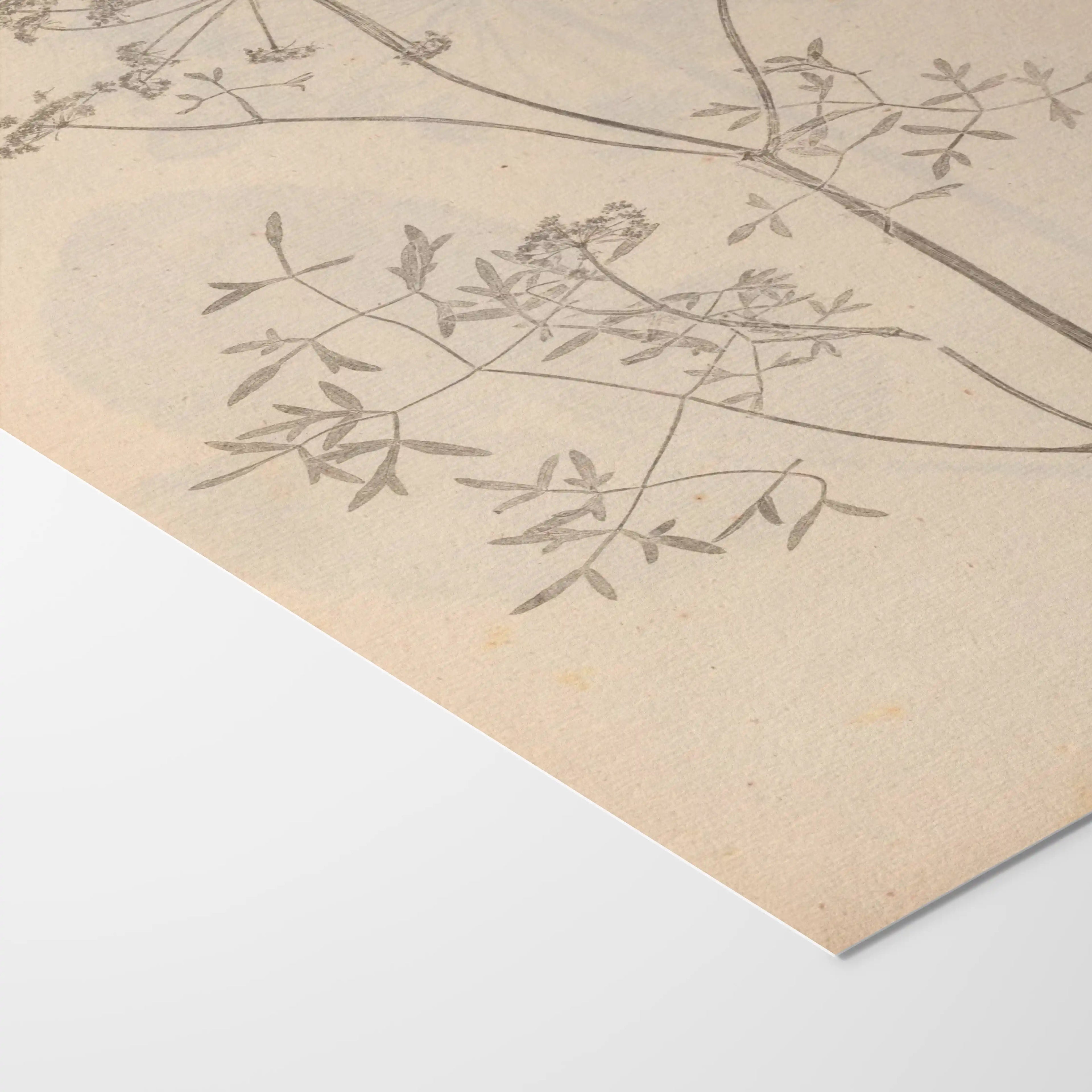 Plant Studies: Plate No. 37