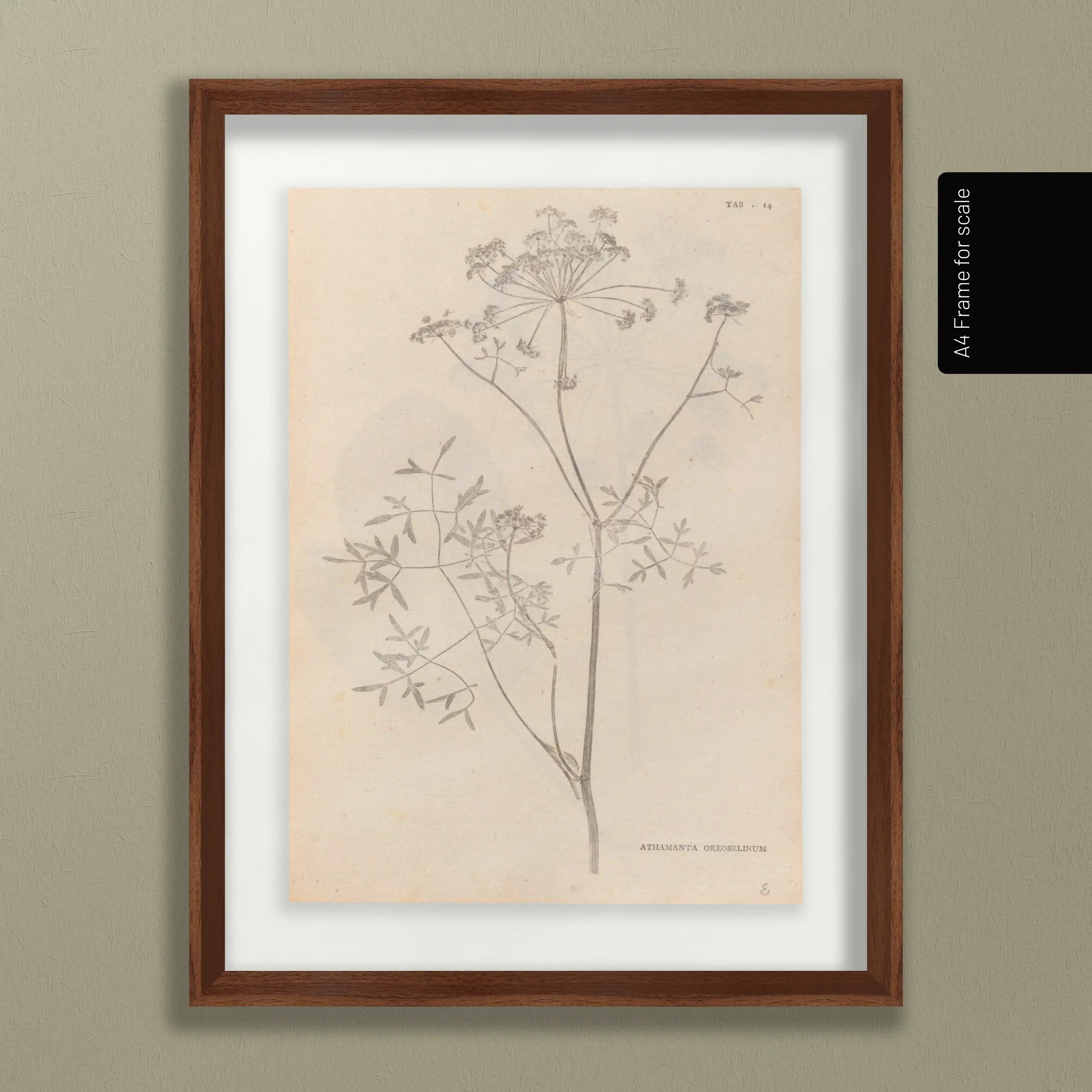 Plant Studies: Plate No. 37